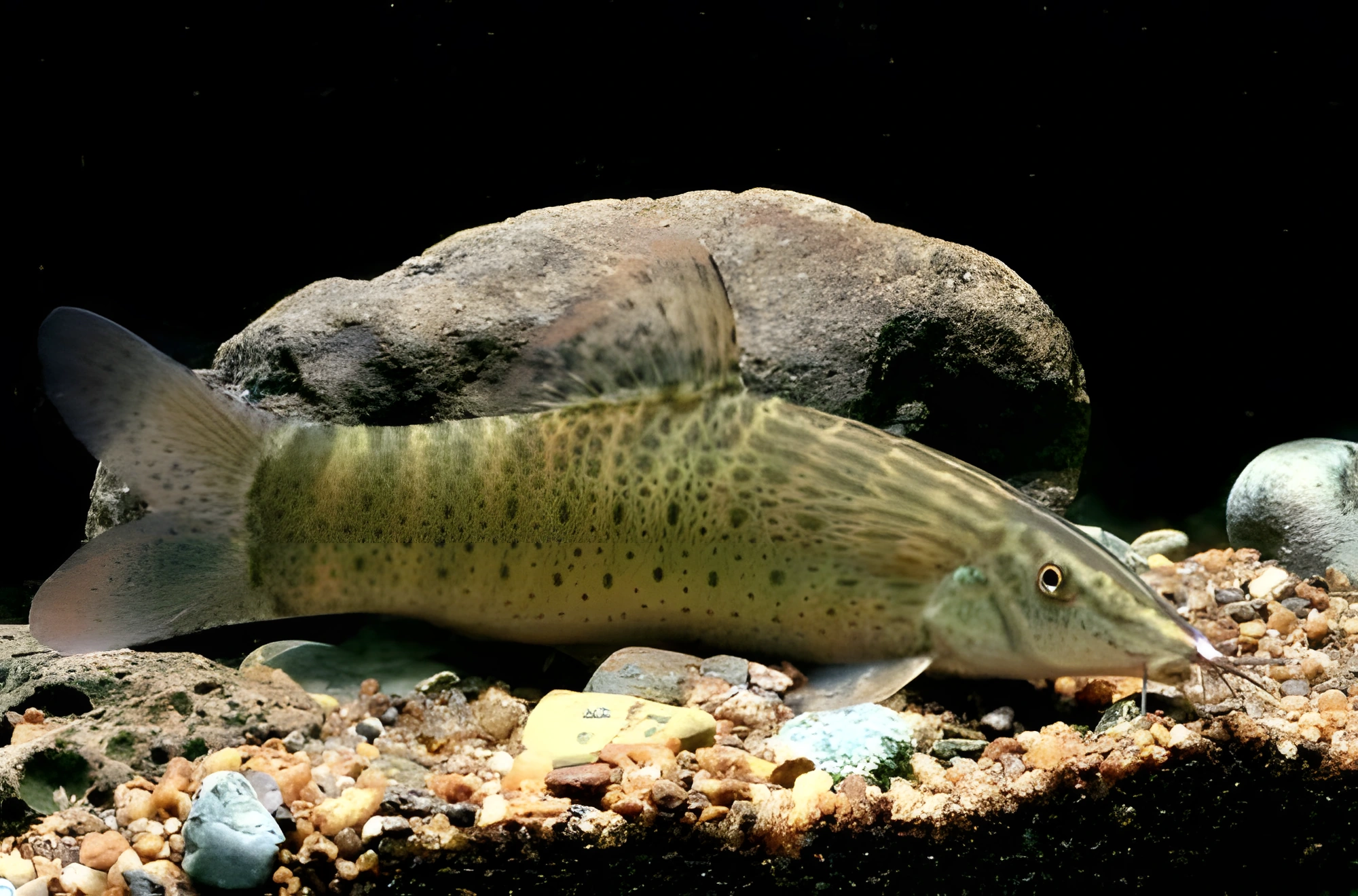 Fotografía del pez de acuario Botia camaleón