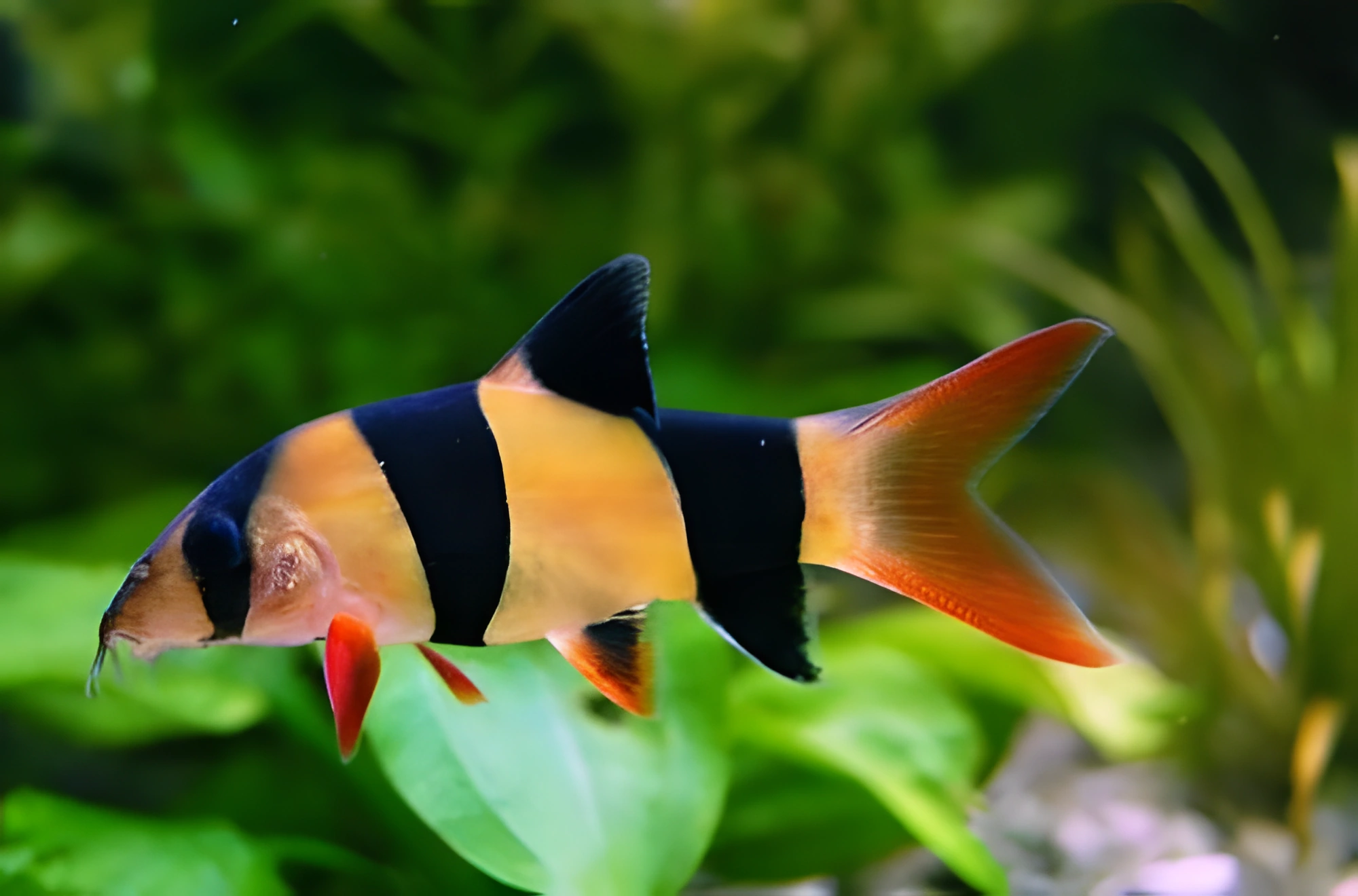 Photo of aquarium fish Clown Loach