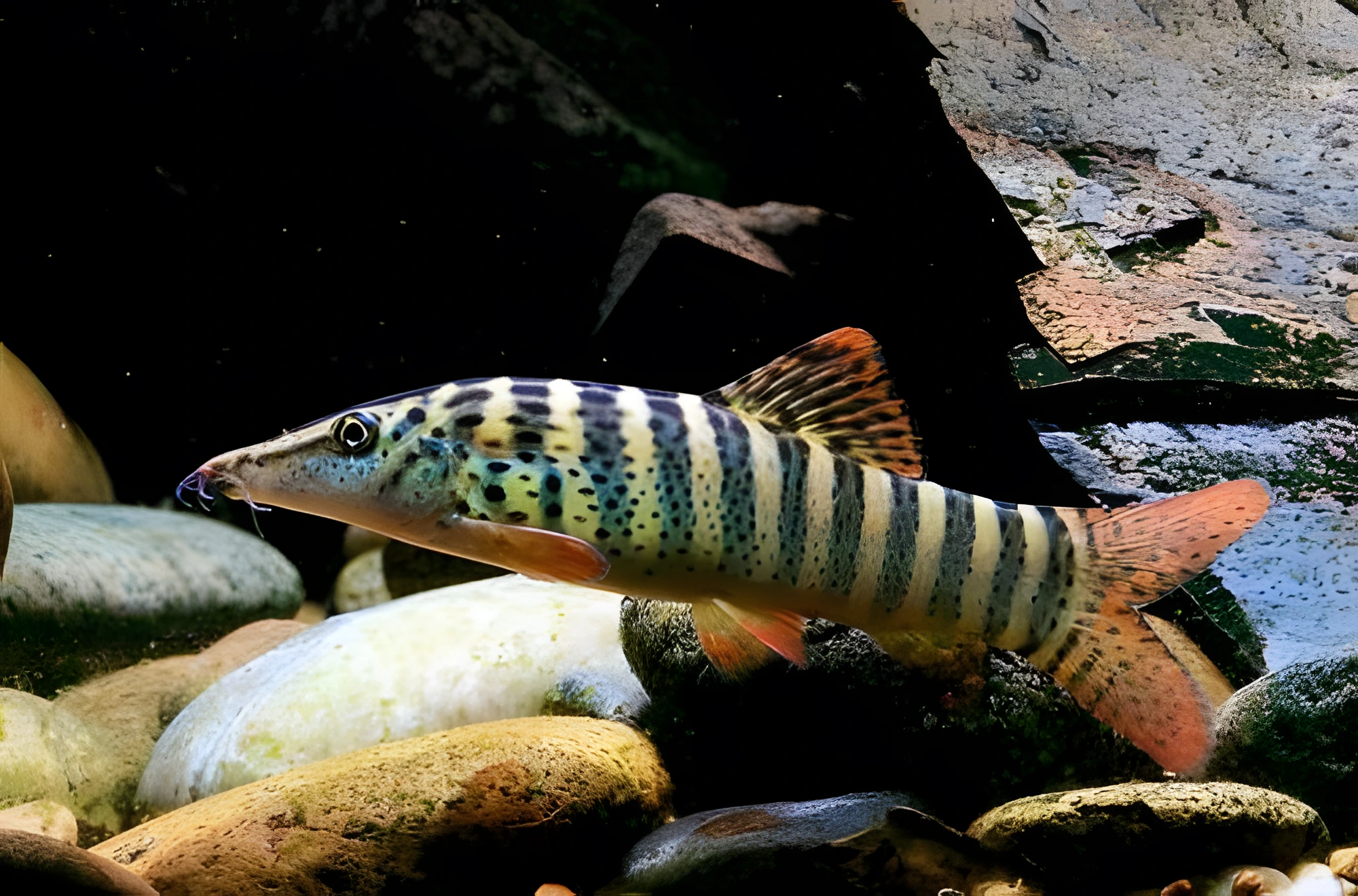 Fotografía del pez de acuario Botia de Berdmore