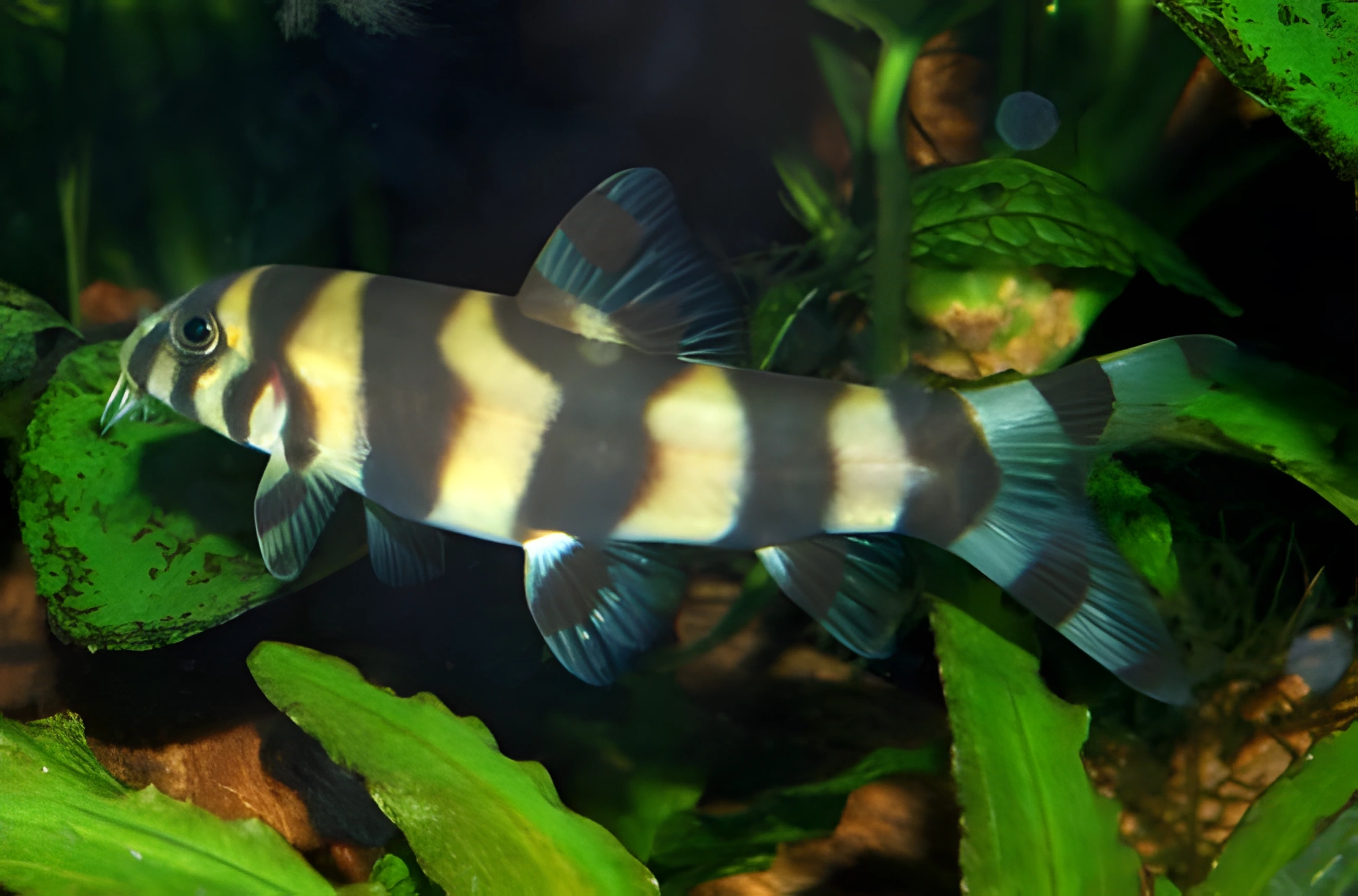 Fotografía del pez de acuario Botia histrionica