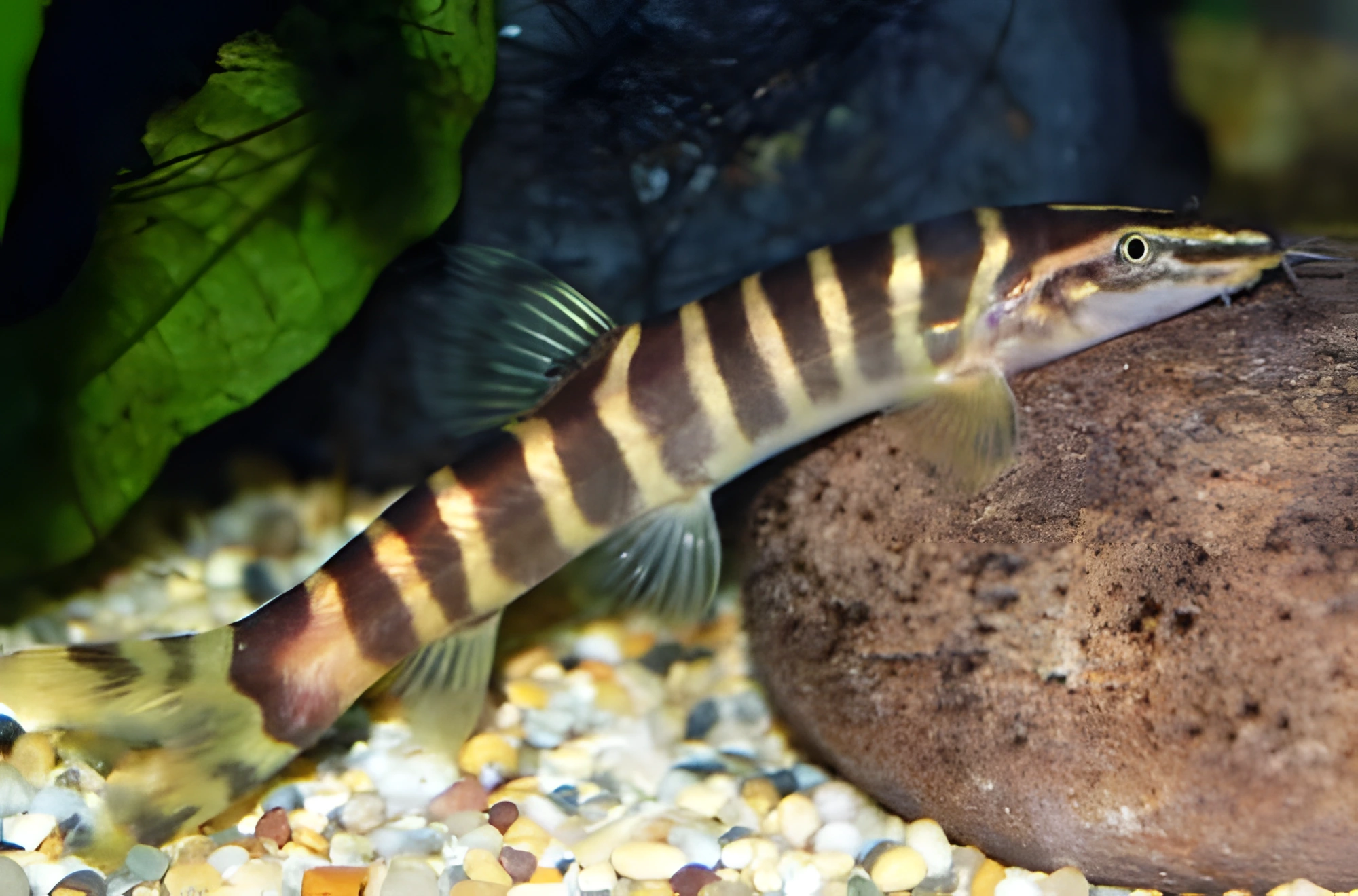 Fotografía del pez de acuario Botia Pulchra