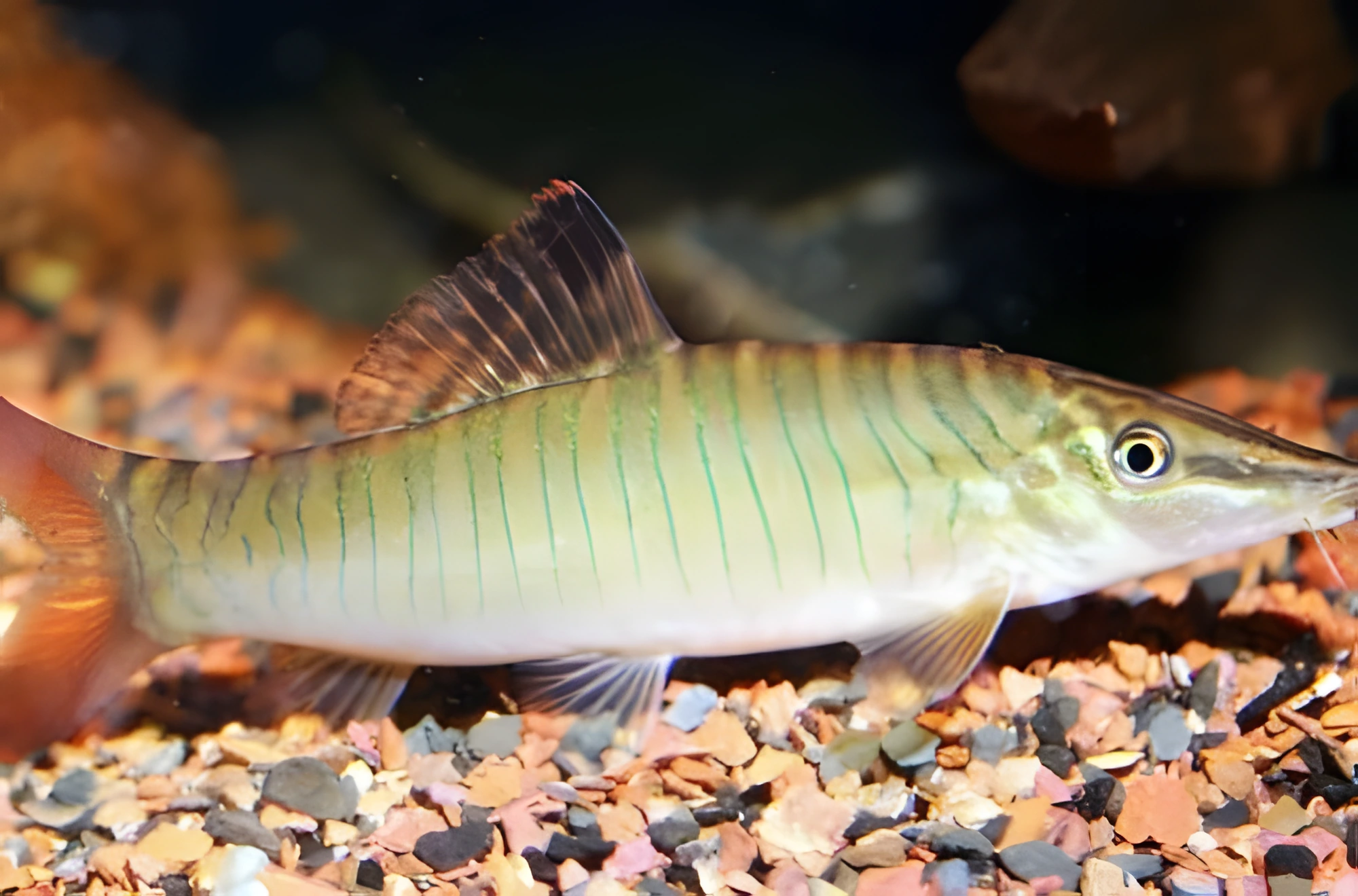 Fotografía del pez de acuario Botia Tigre