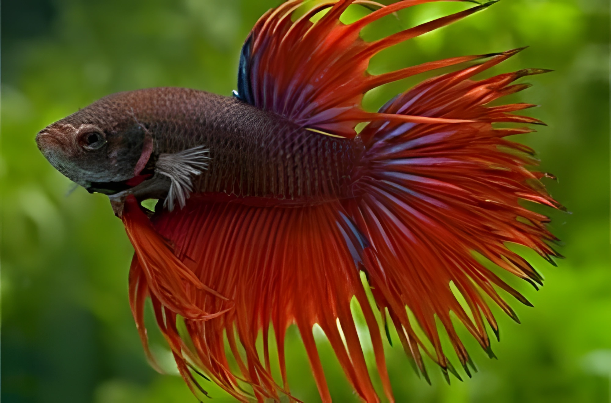 Photo of aquarium fish Siamese Fighting Fish