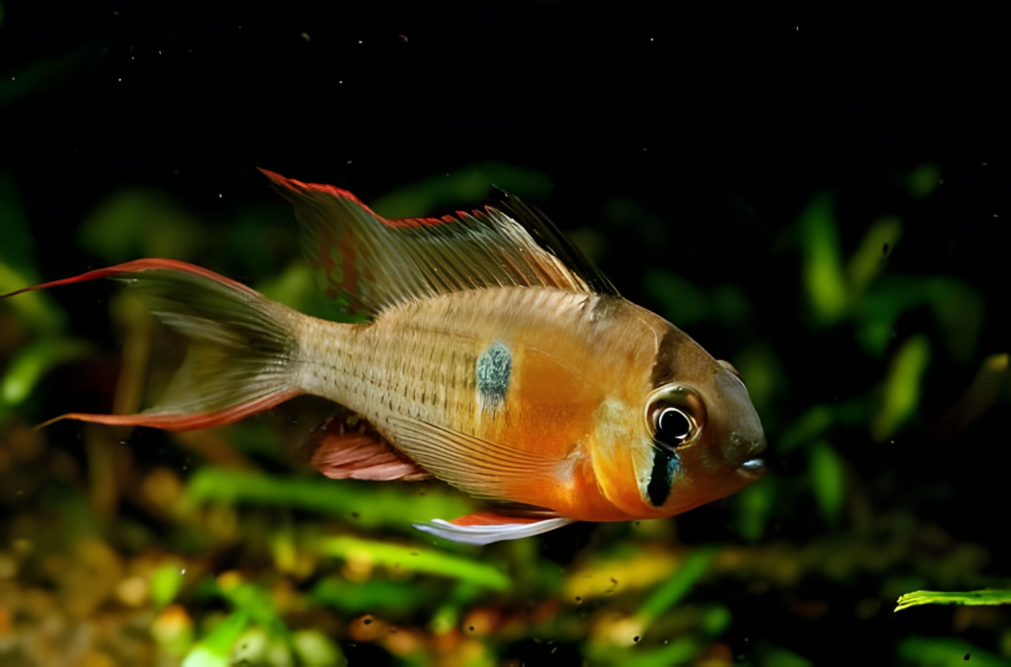 Photo of aquarium fish Bolivian Ram