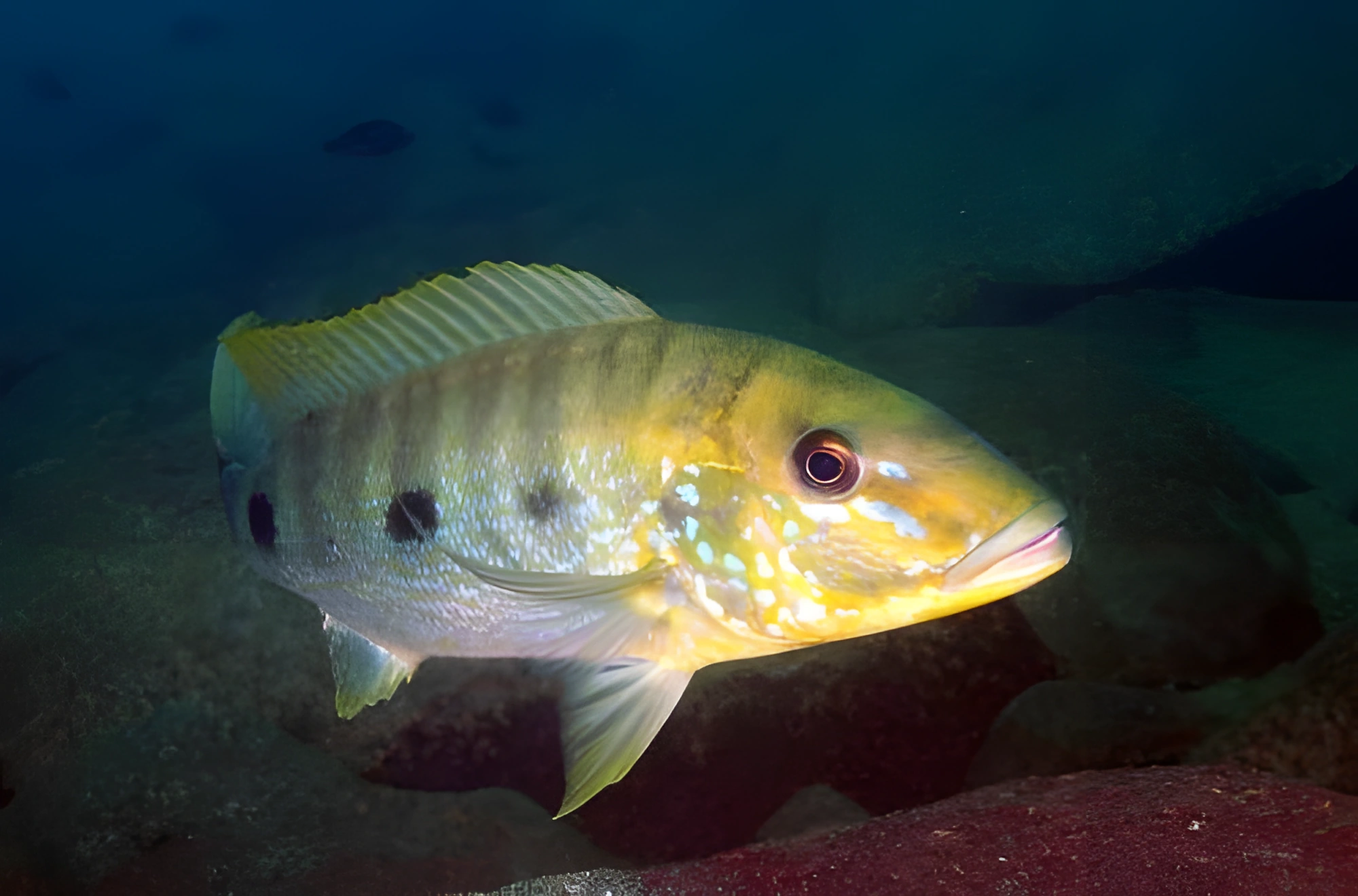 Fotografía del pez de acuario Cíclido gigante