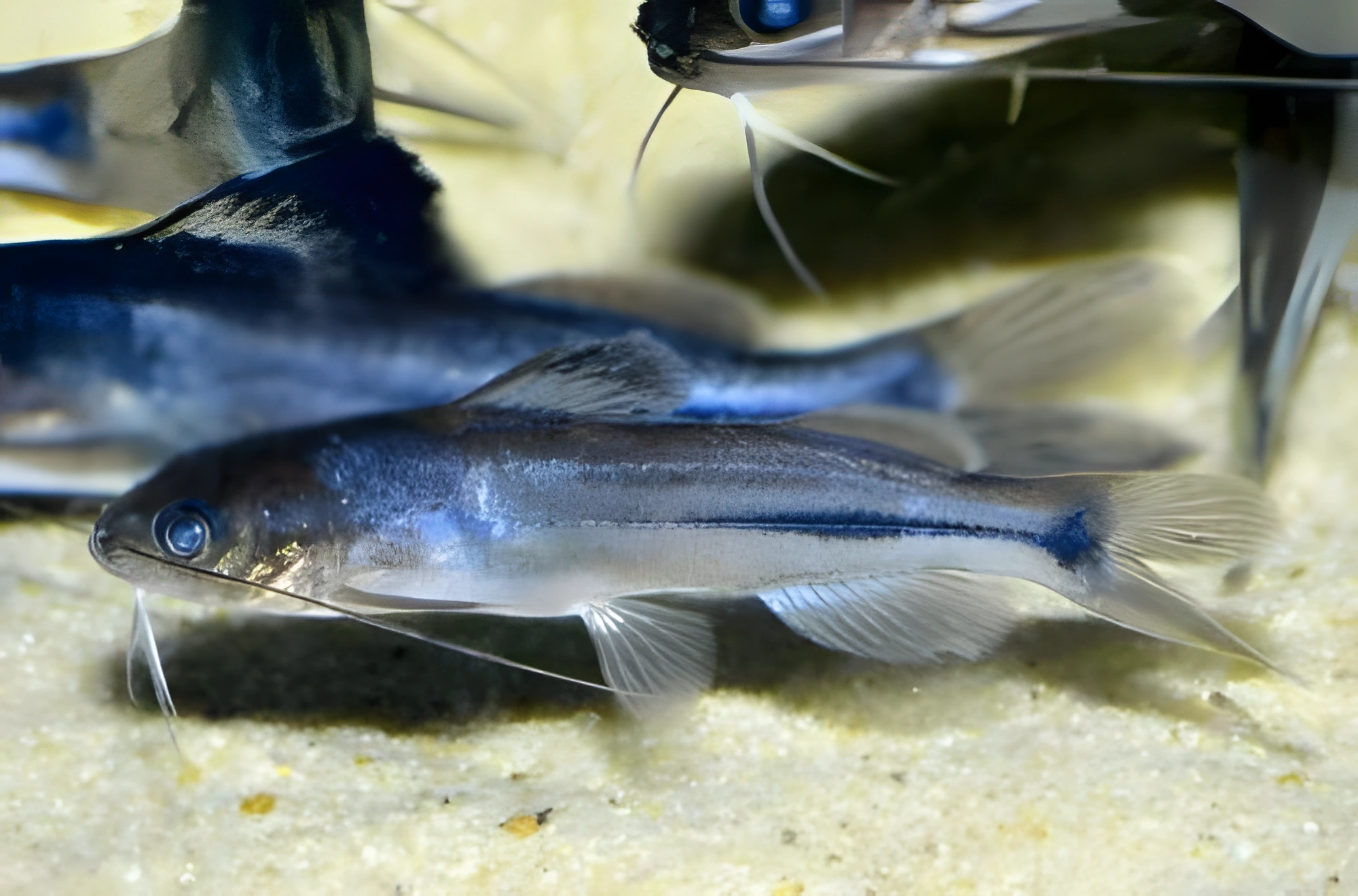 Fotografía del pez de acuario Brachyrhamdia de Martha