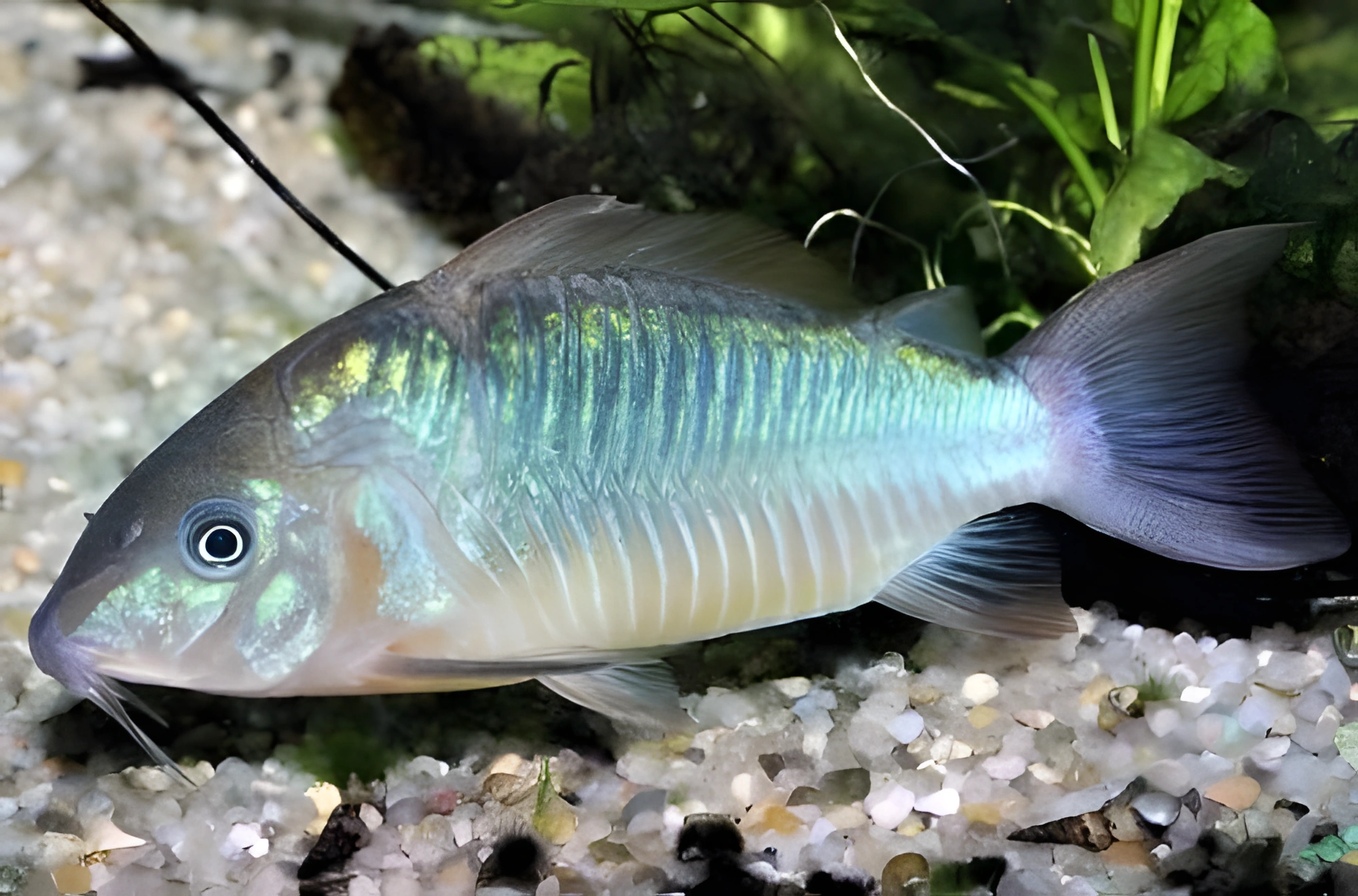 Fotografía del pez de acuario Brochis britskii