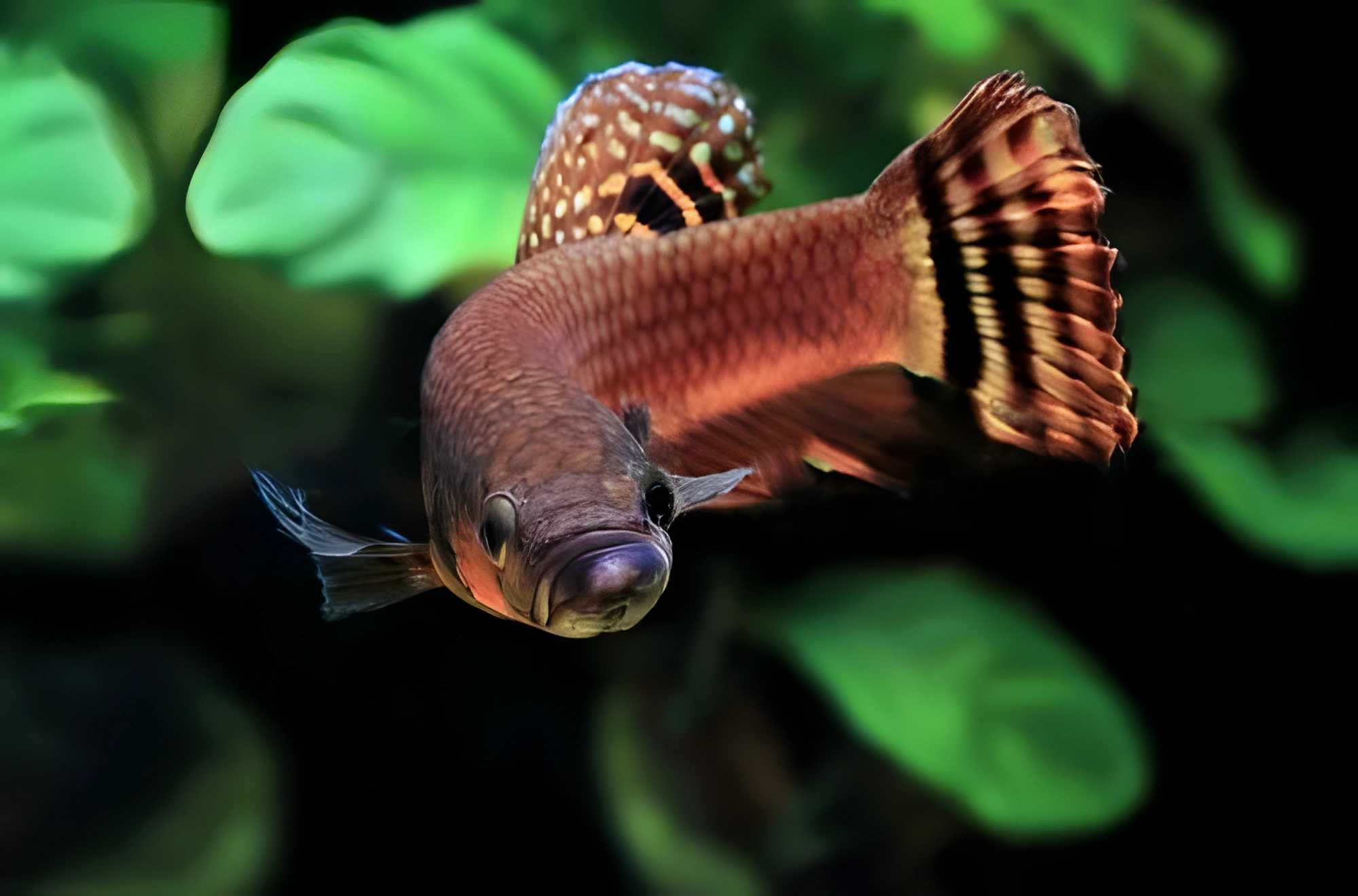 Fotografía del pez de acuario «Belleza de Brunéi»
