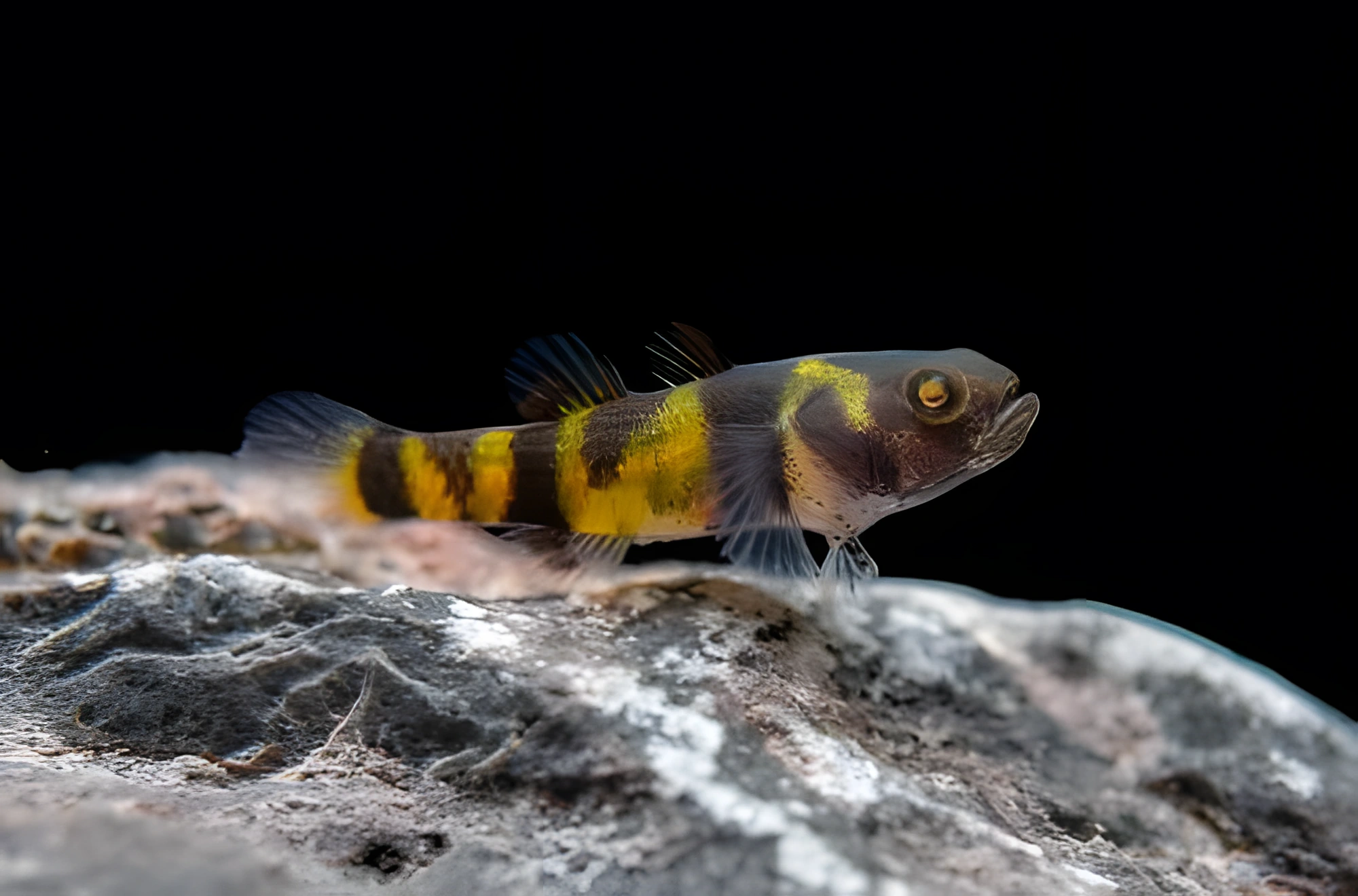Fotografía del pez de acuario Gobio abejorro