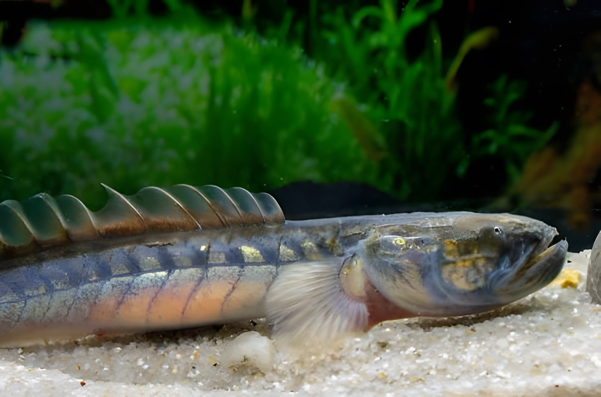 Fotografía del pez de acuario Góbido dragón