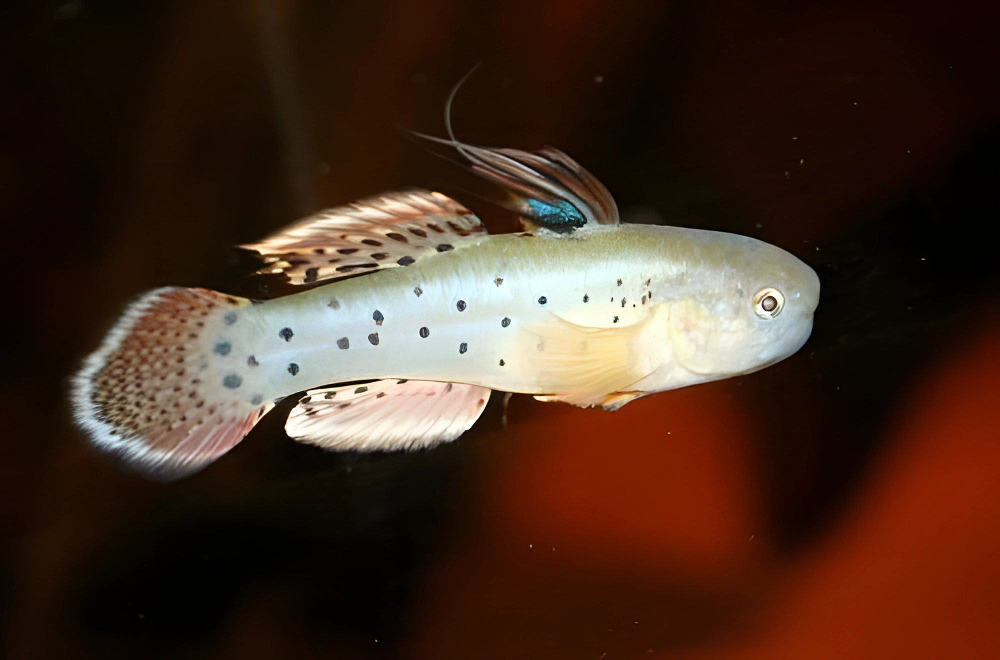 Fotografía del pez de acuario Gobio manchado