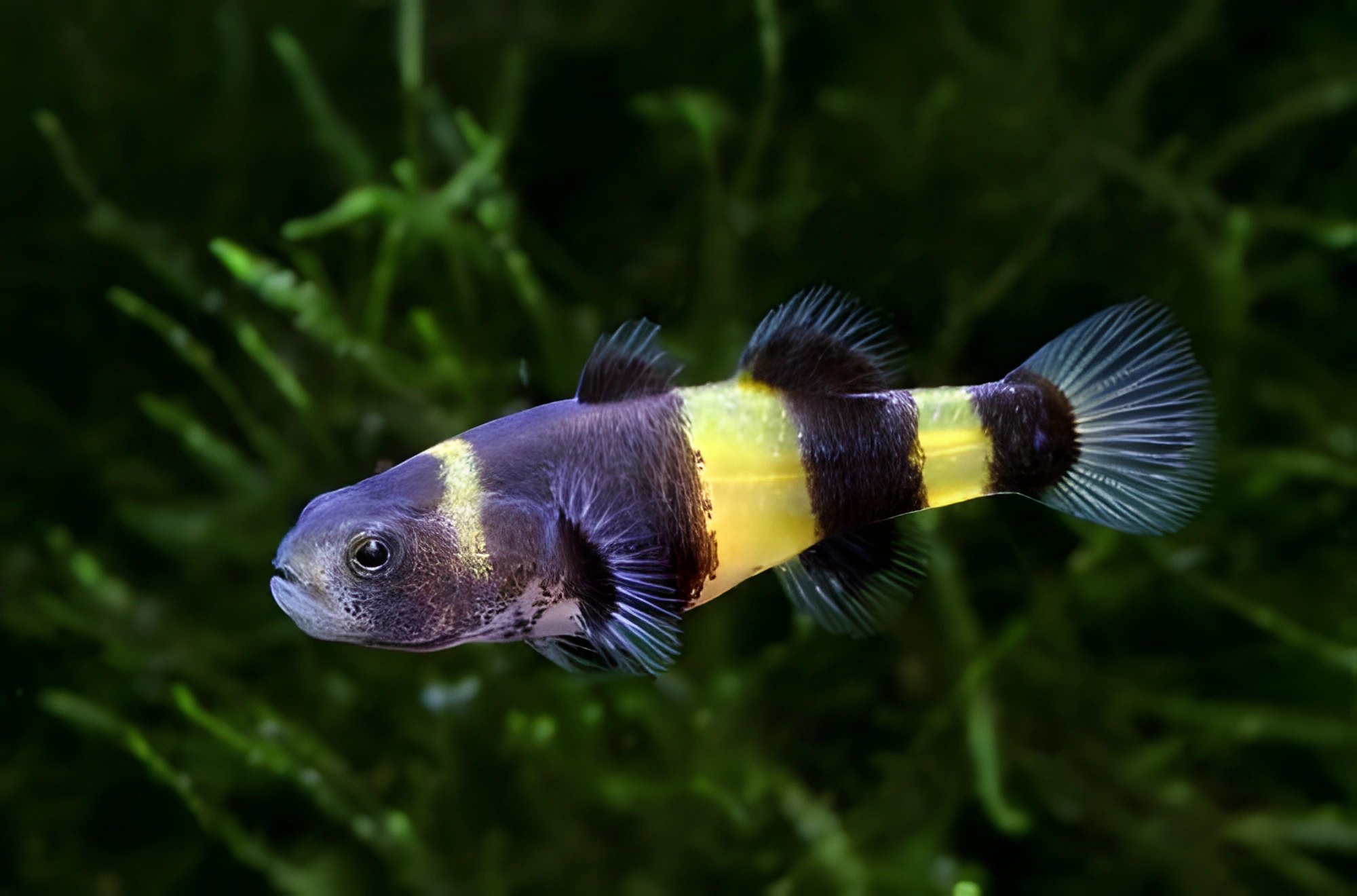 Fotografía del pez de acuario Góbido abejorro