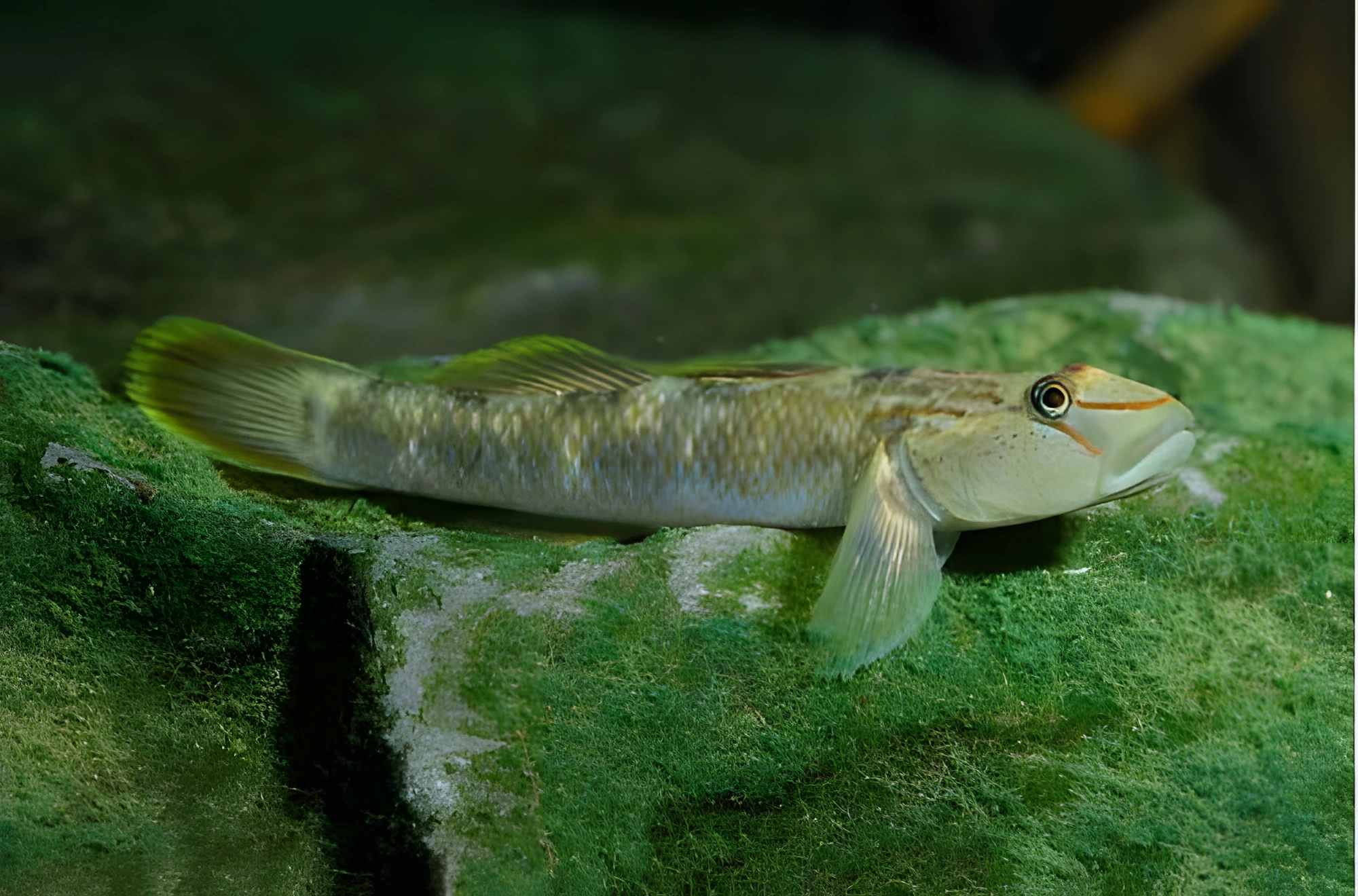 Fotografía del pez de acuario Gobio de Taiwán
