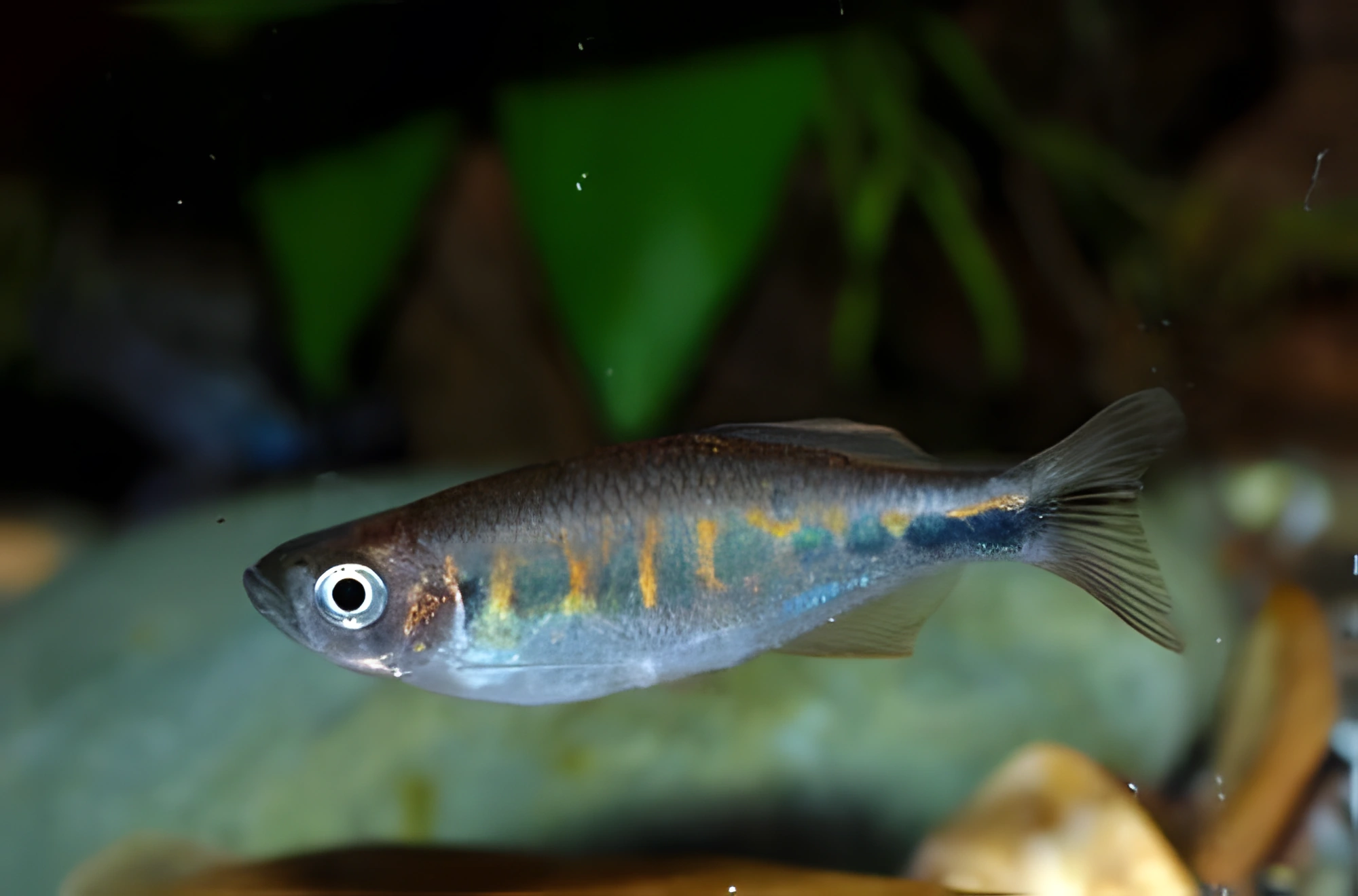 Fotografía del pez de acuario Danio de Ceilán