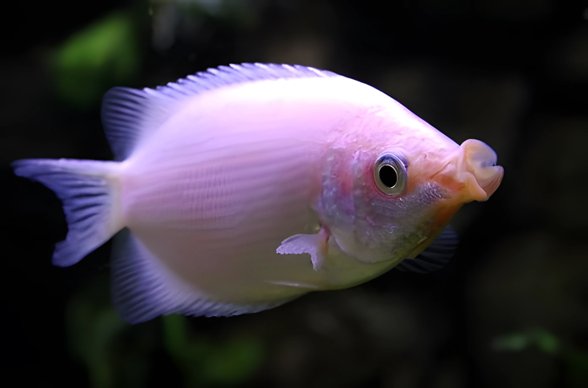 Fotografía del pez de acuario Gurami Besador