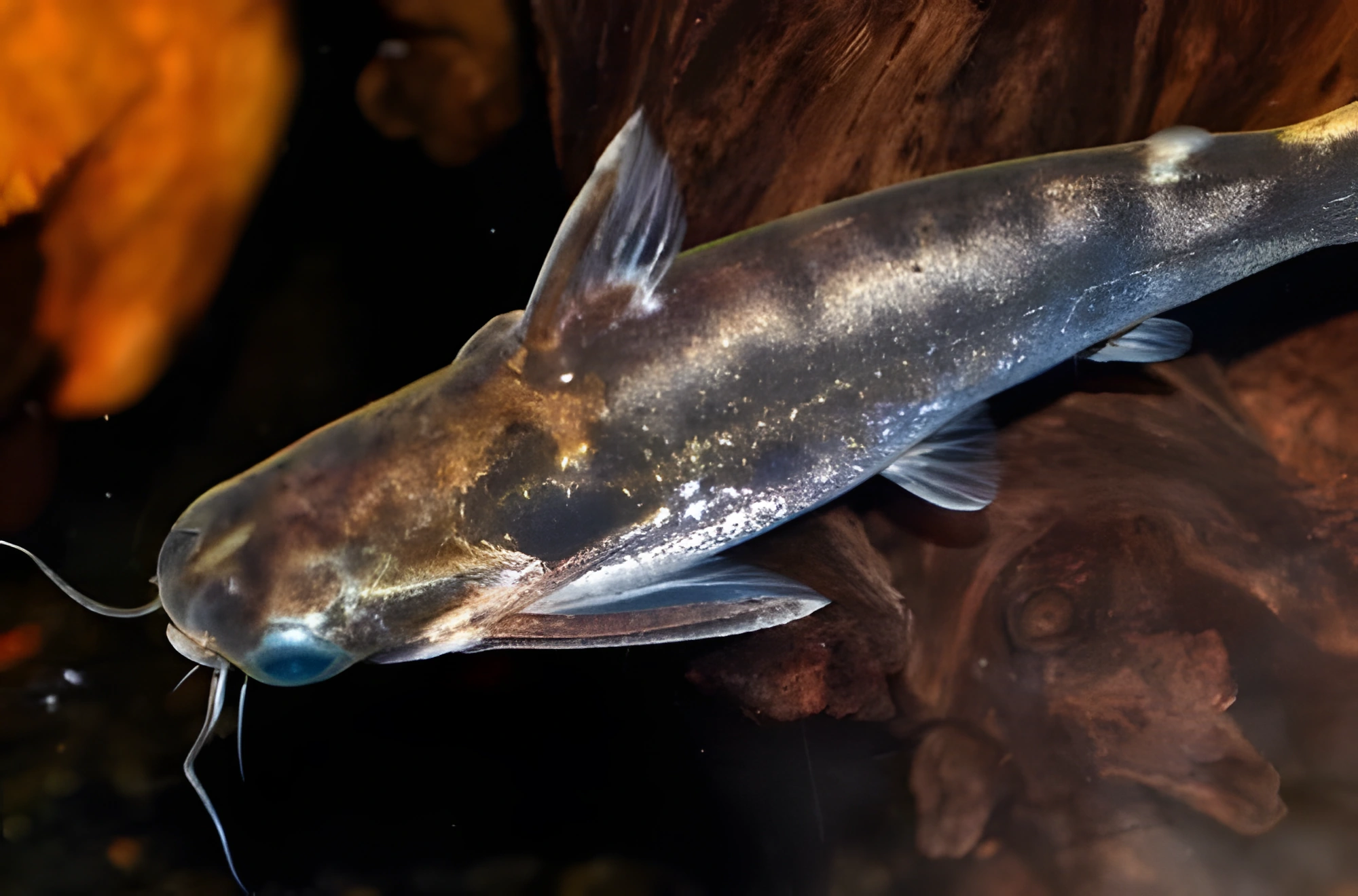 Fotografía del pez de acuario Centromochlus