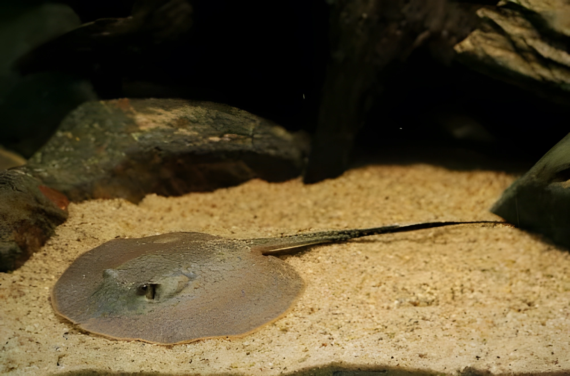 Fotografía del pez de acuario Raya reticulada
