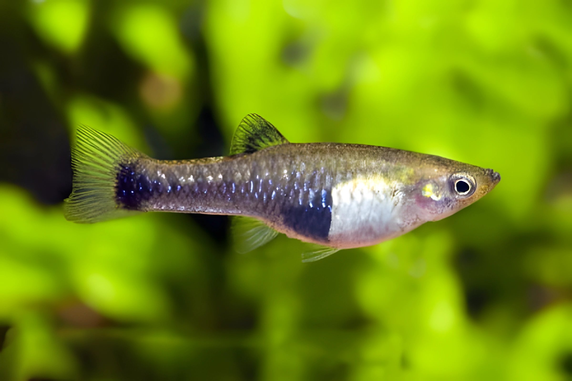 Fotografía del pez de acuario Limia de vientre negro