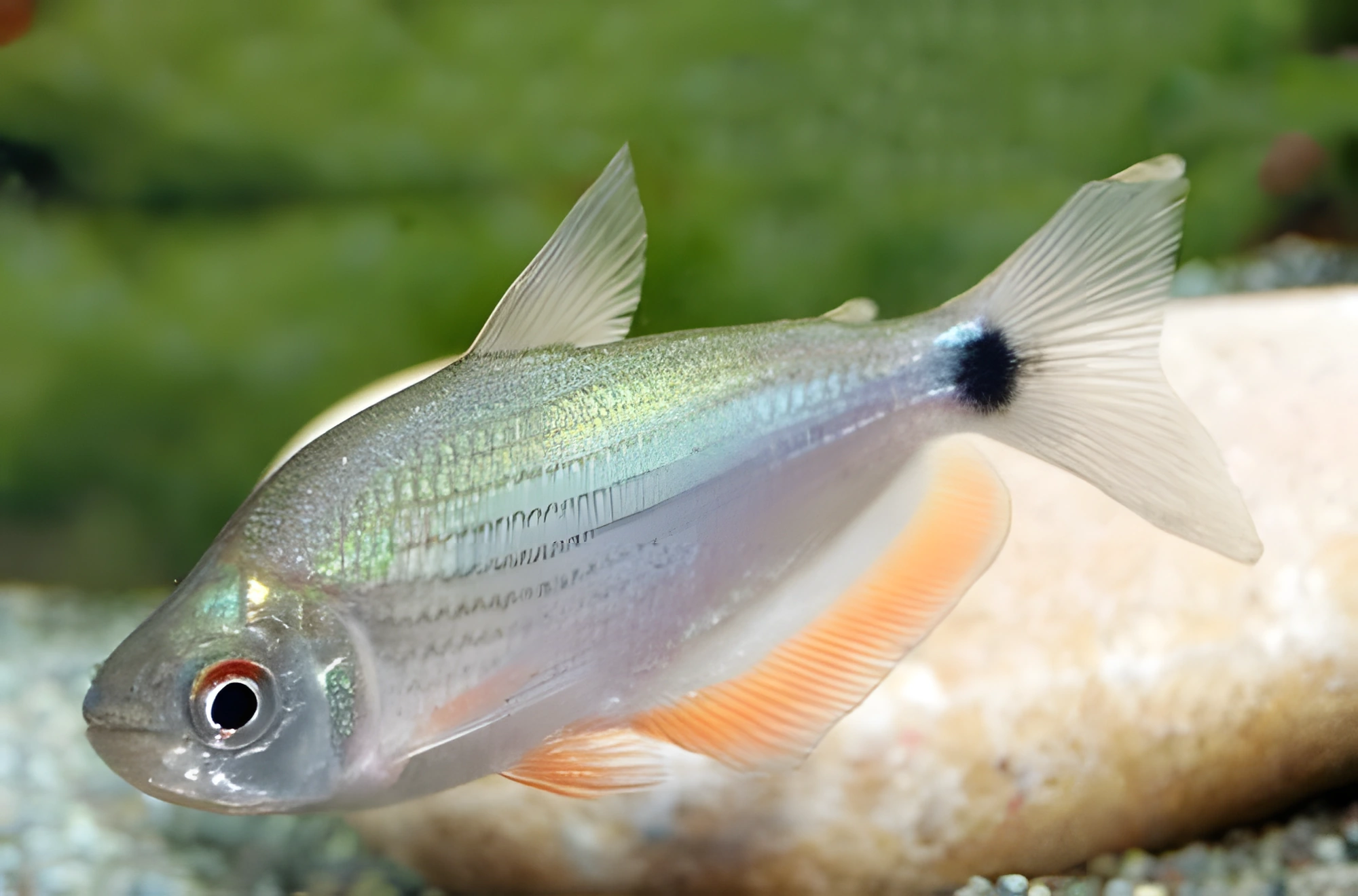 Fotografía del pez de acuario Marquiana de aleta negra