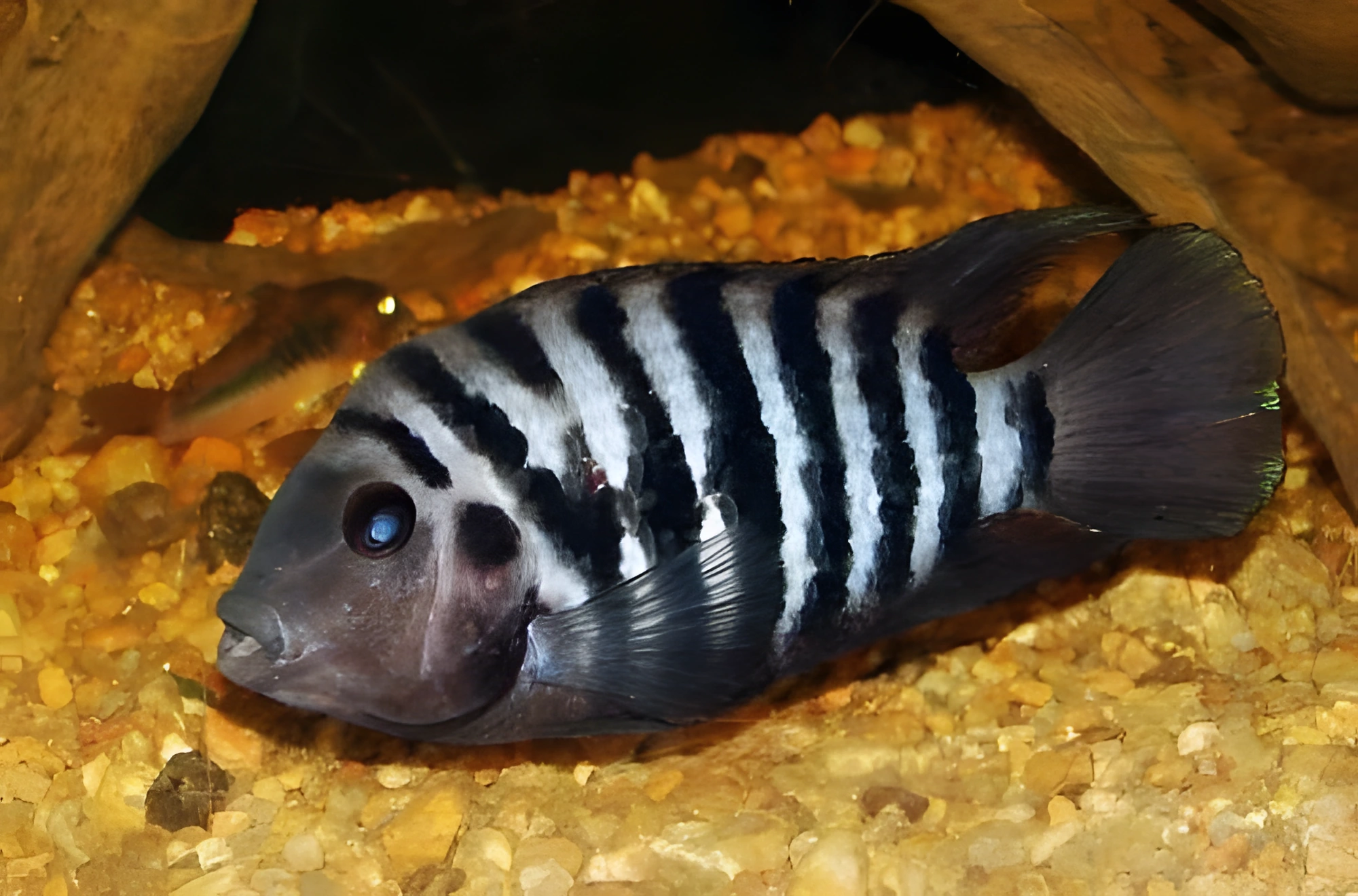 Photo of aquarium fish Convict Cichlid