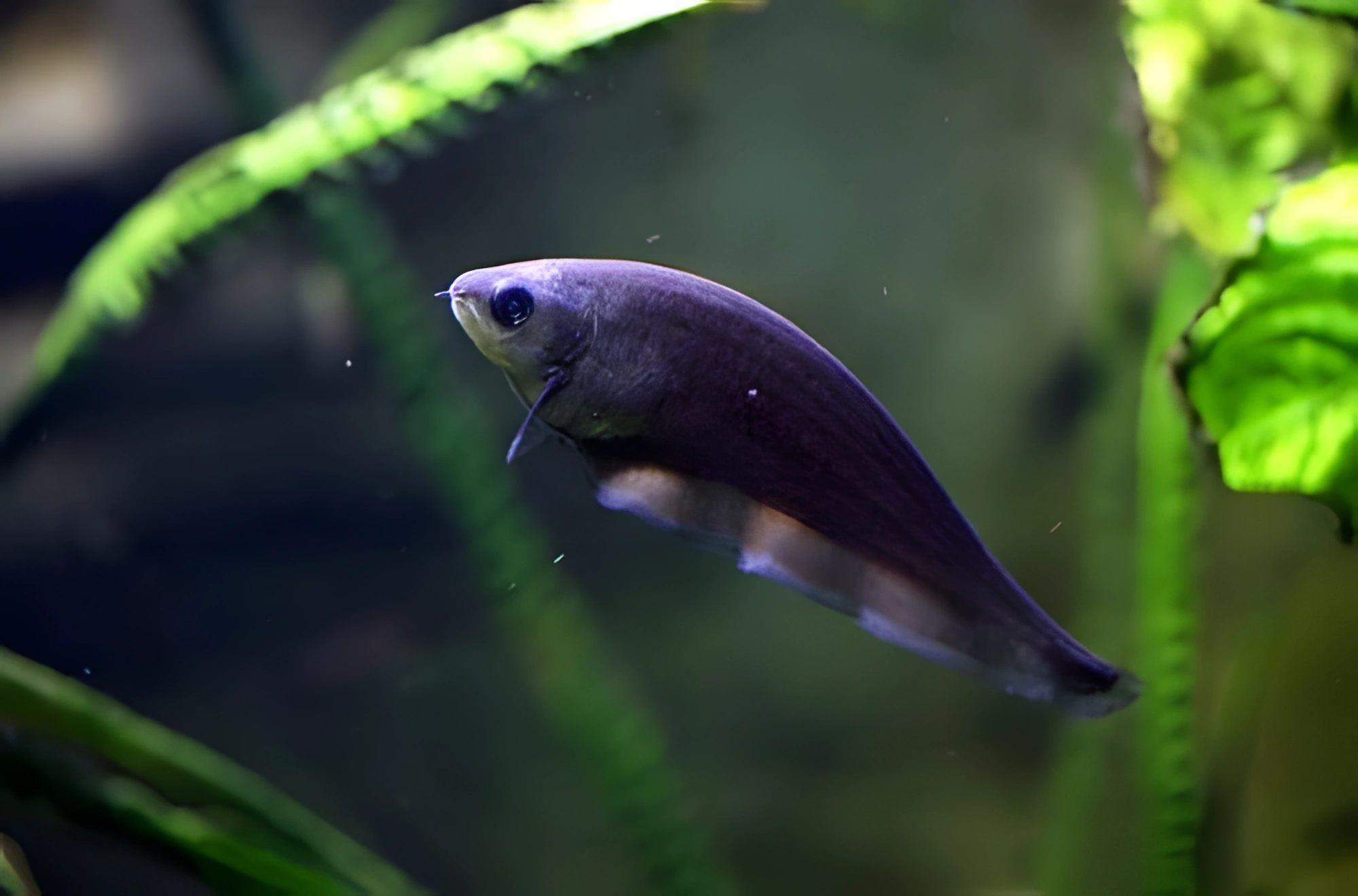 Fotografía del pez de acuario Pez cuchillo africano