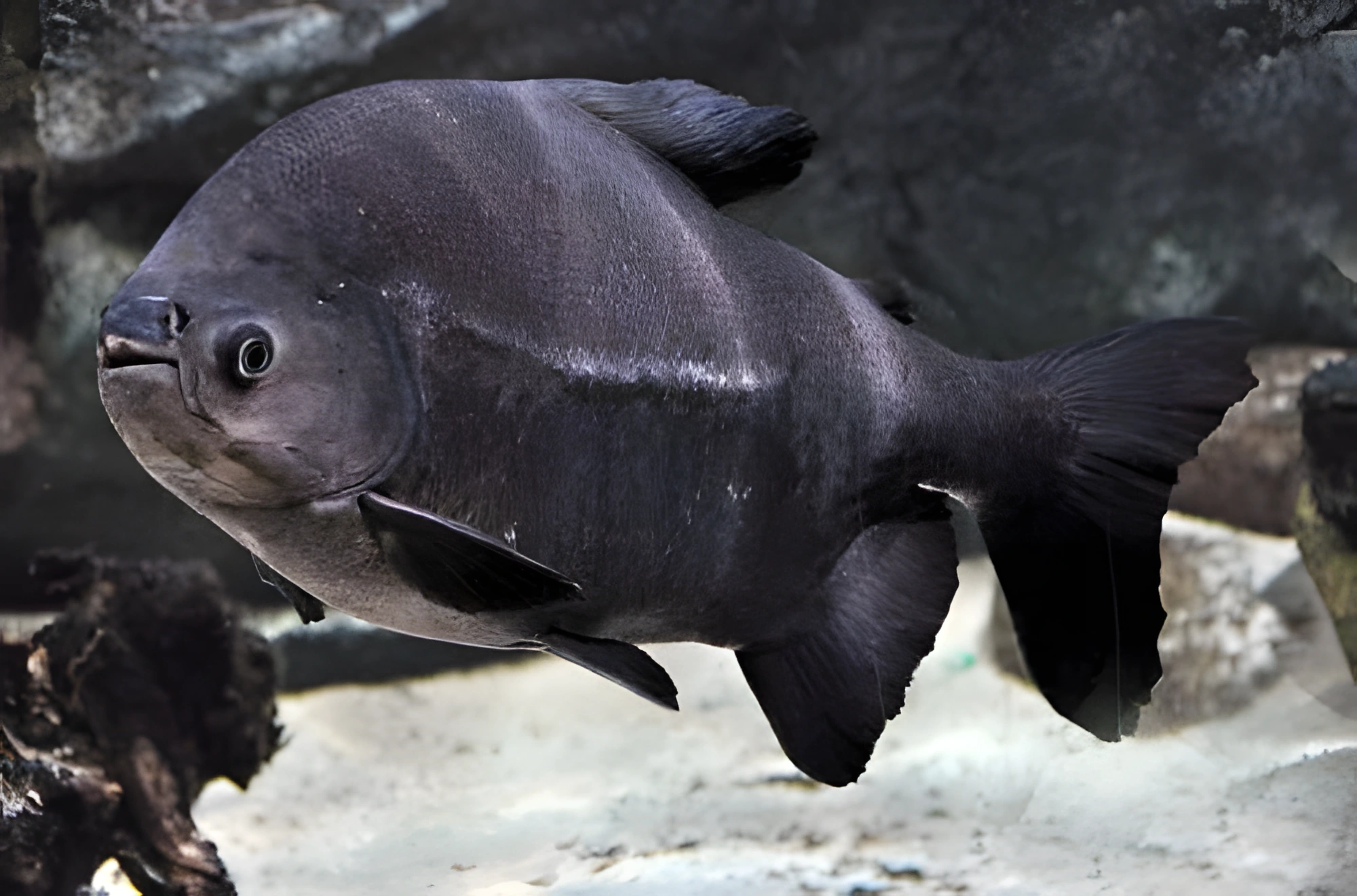 Fotografía del pez de acuario Pacú Negro