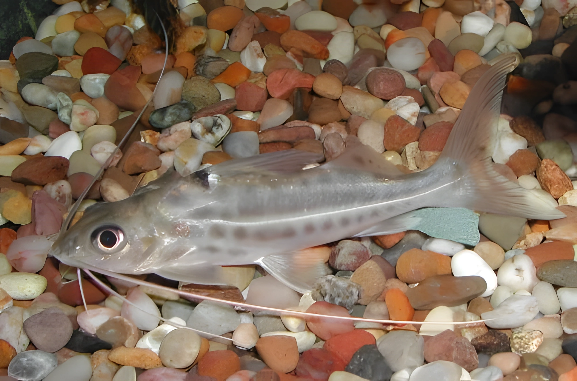 Fotografía del pez de acuario Pimelodus de cuatro franjas