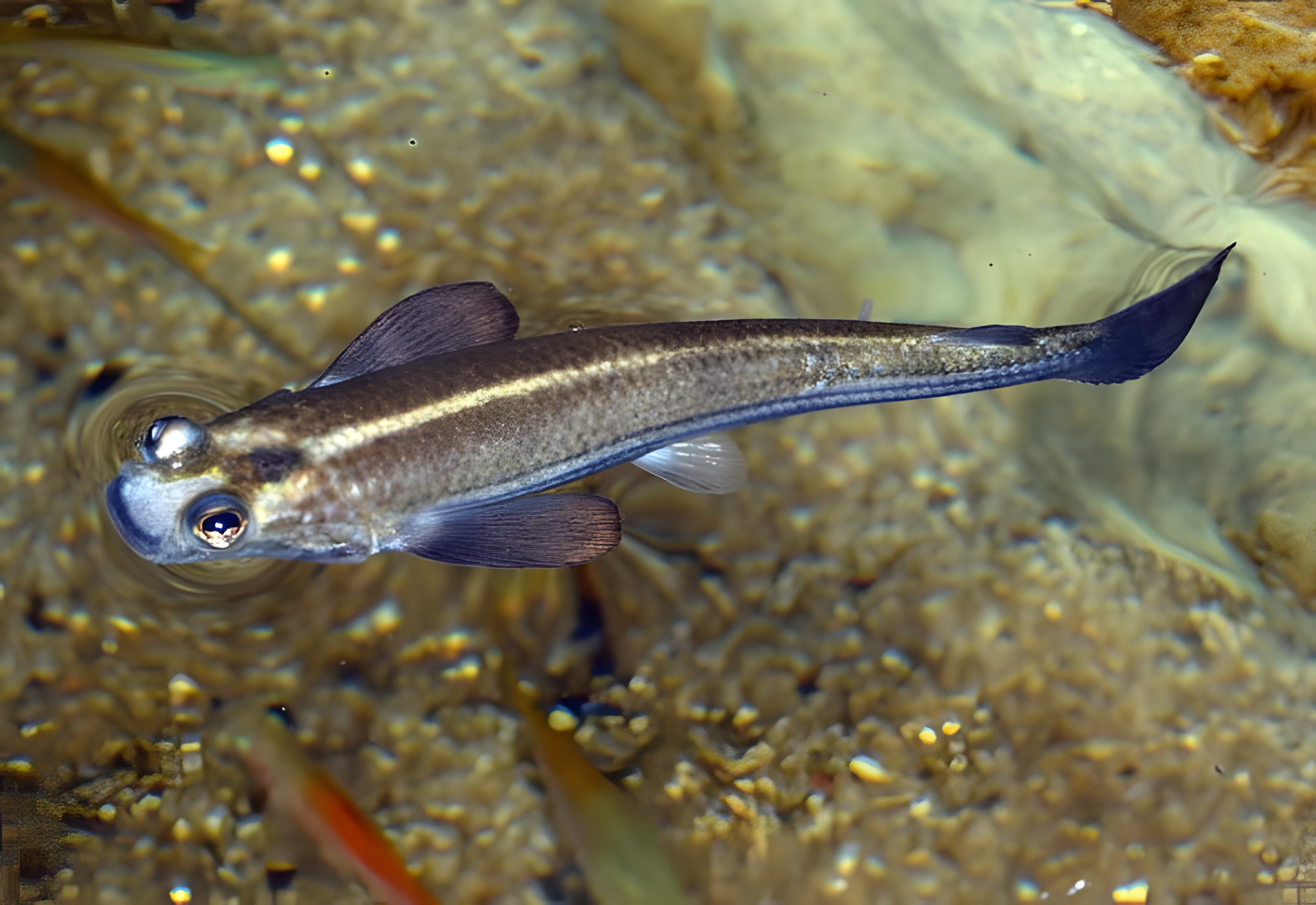 Fotografía del pez de acuario Pez de cuatro ojos