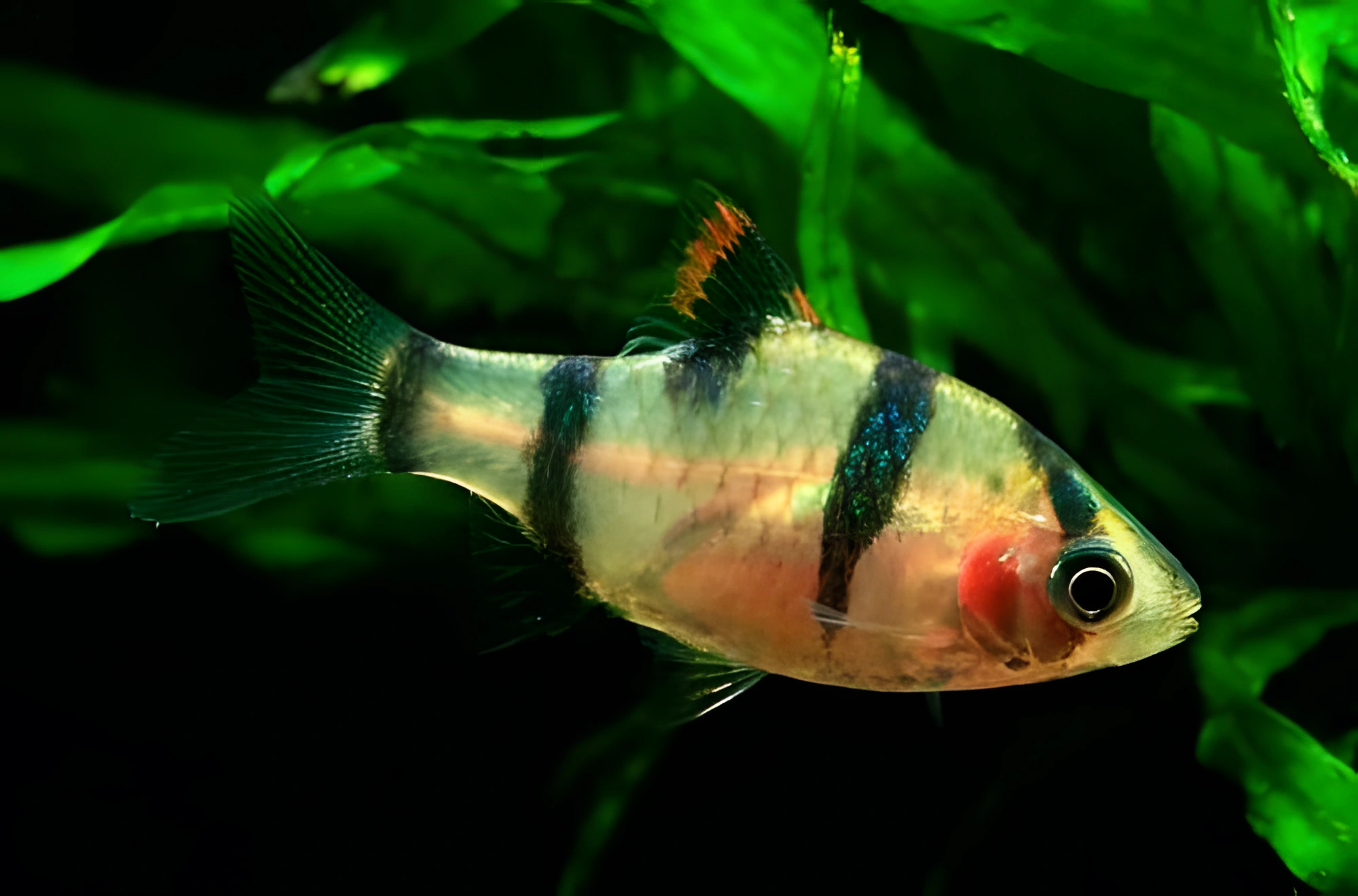 Fotografía del pez de acuario Barbo de cinco bandas