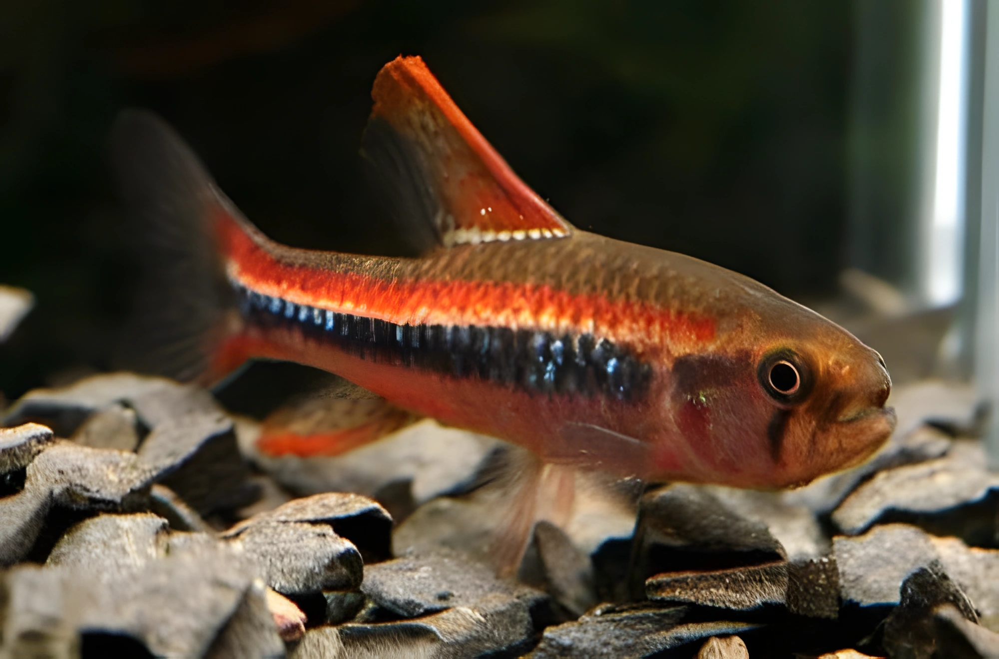 Fotografía del pez de acuario Tetra morfo negra