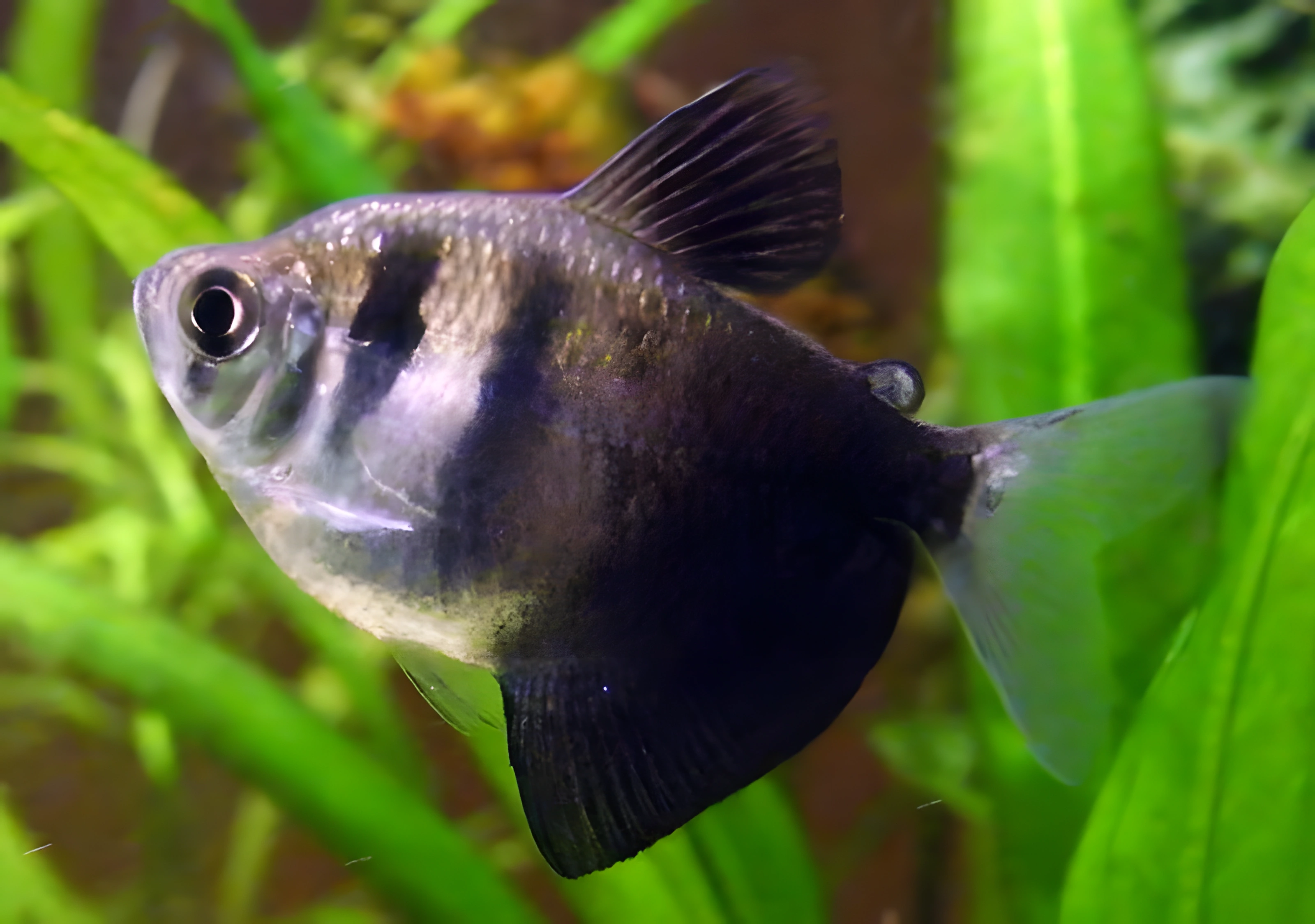 Fotografía del pez de acuario Tetra Negra