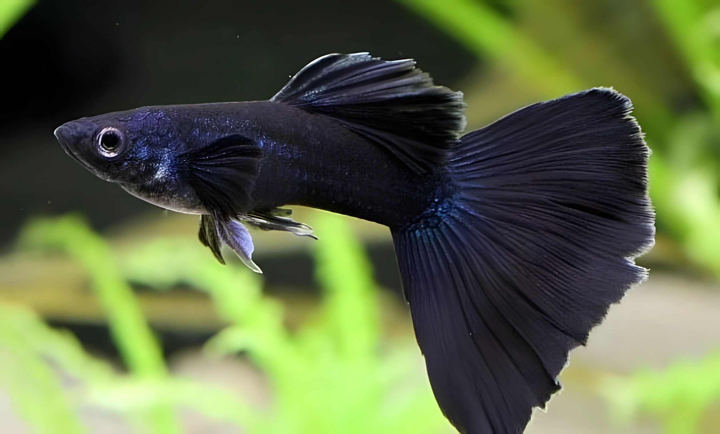 Fotografía del pez de acuario Guppy Negro
