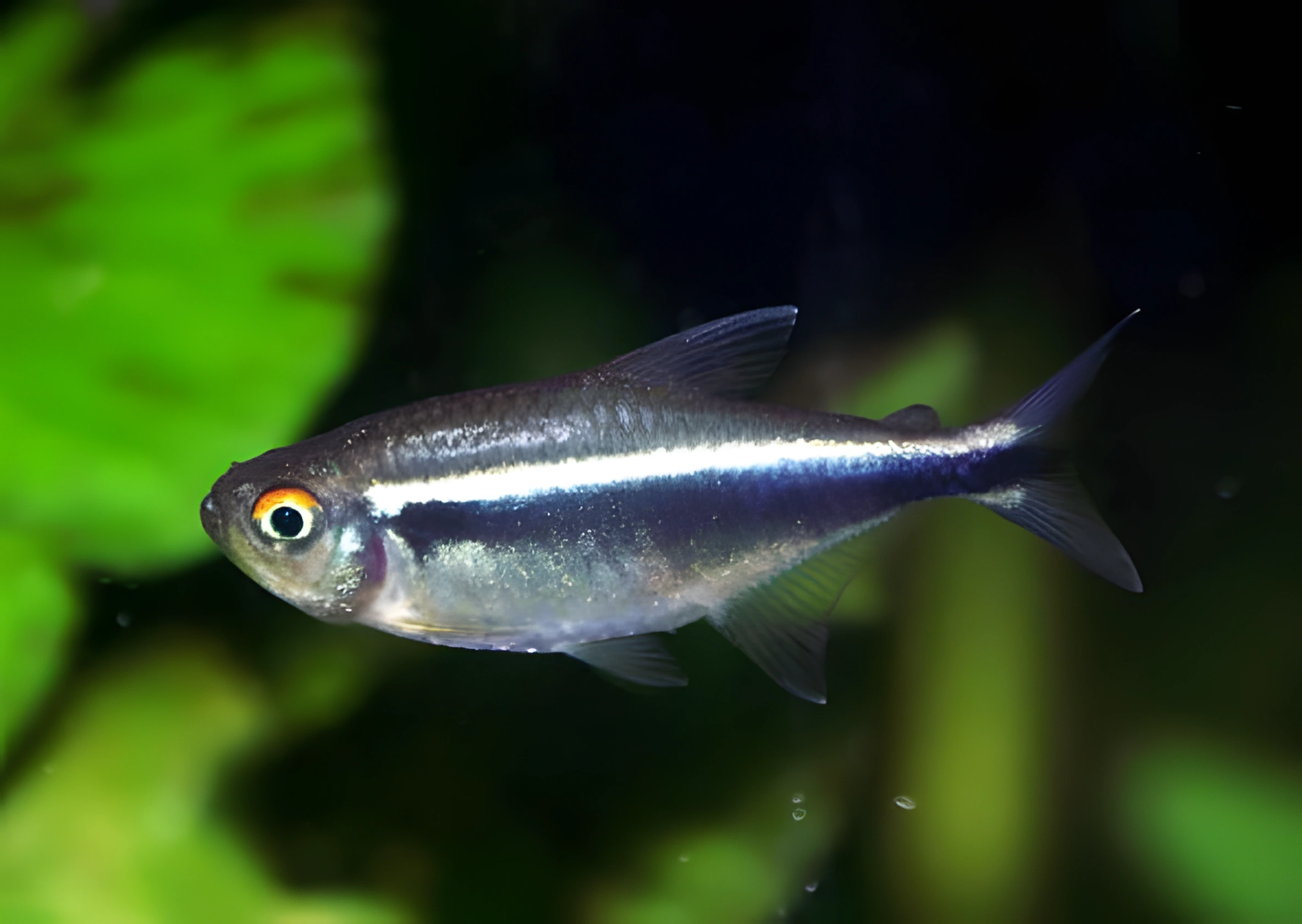 Photo of aquarium fish Black Neon Tetra