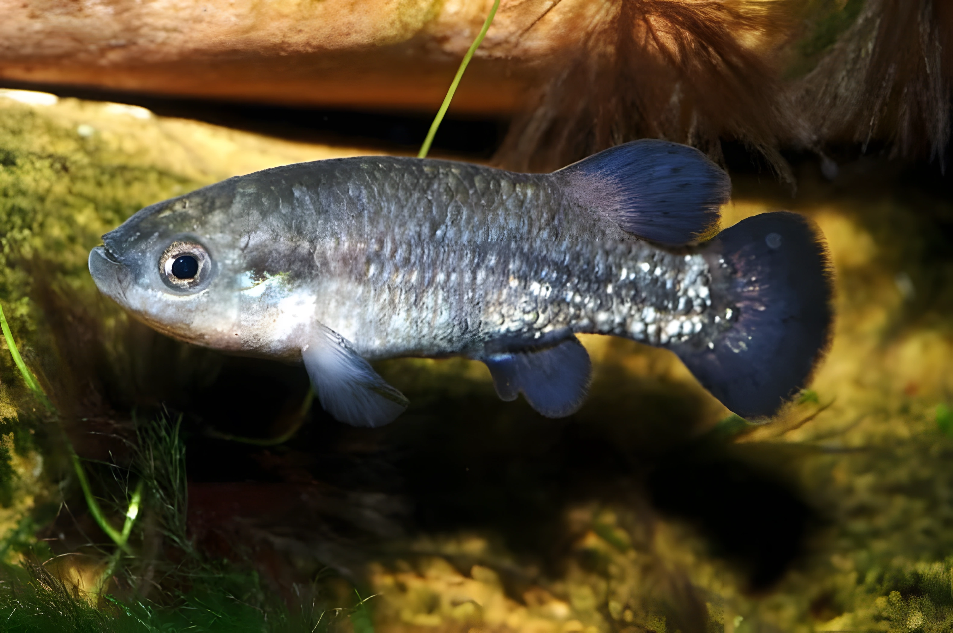 Fotografía del pez de acuario «Príncipe Negro»