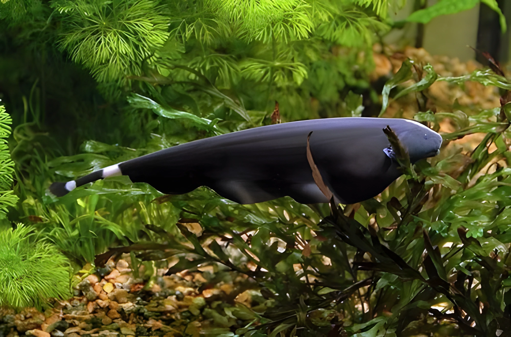 Fotografía del pez de acuario Pez cuchillo negro