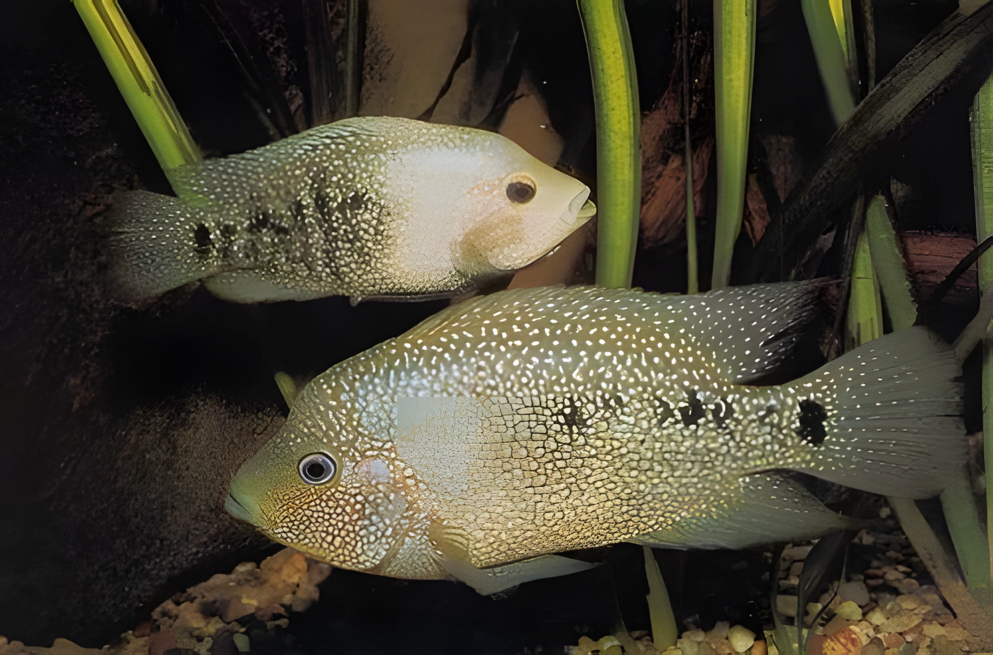 Fotografía del pez de acuario Cíclido joya