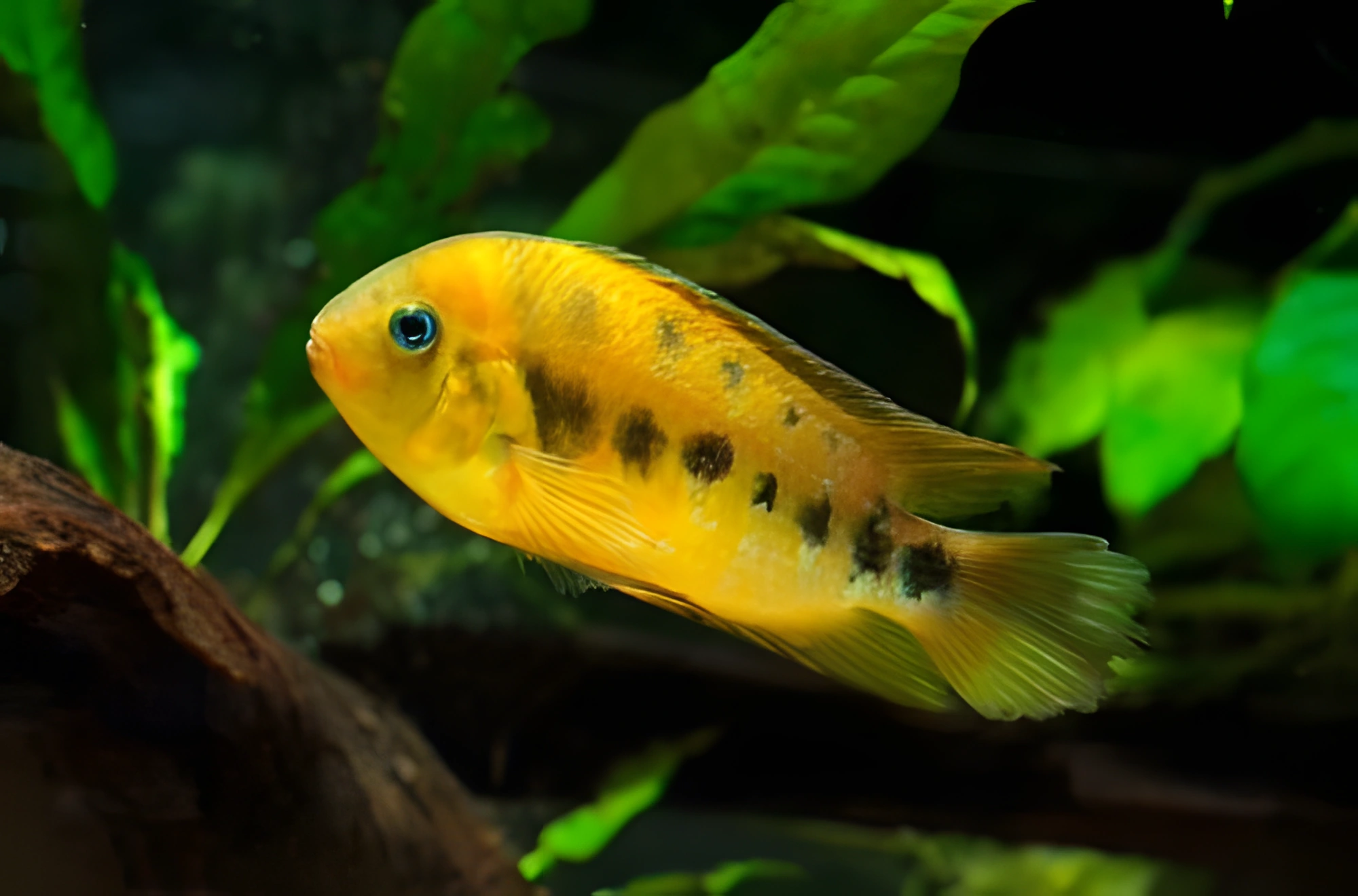 Fotografía del pez de acuario Cíclido amarillo