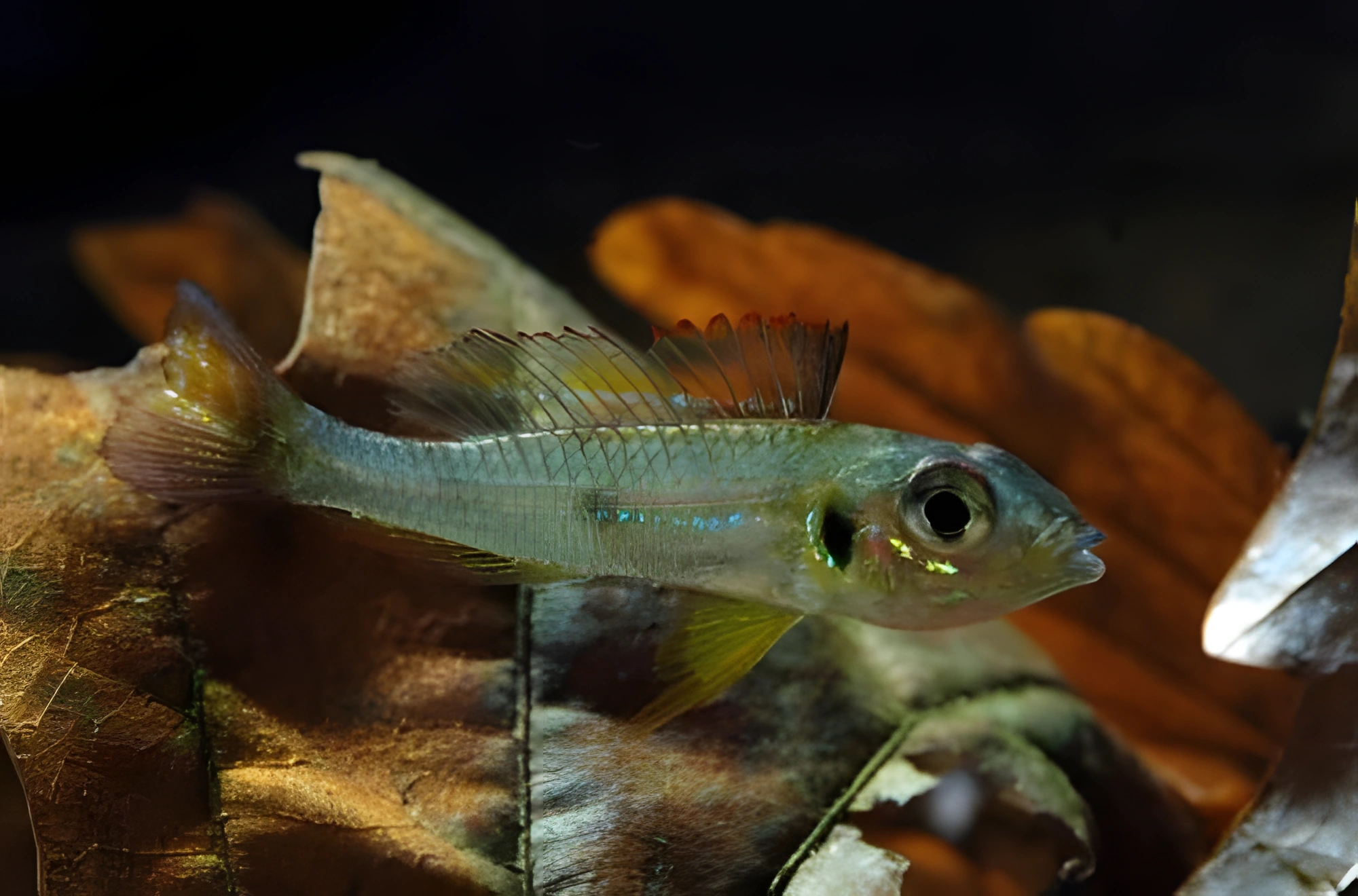 Fotografía del pez de acuario Cíclido Biotoecus