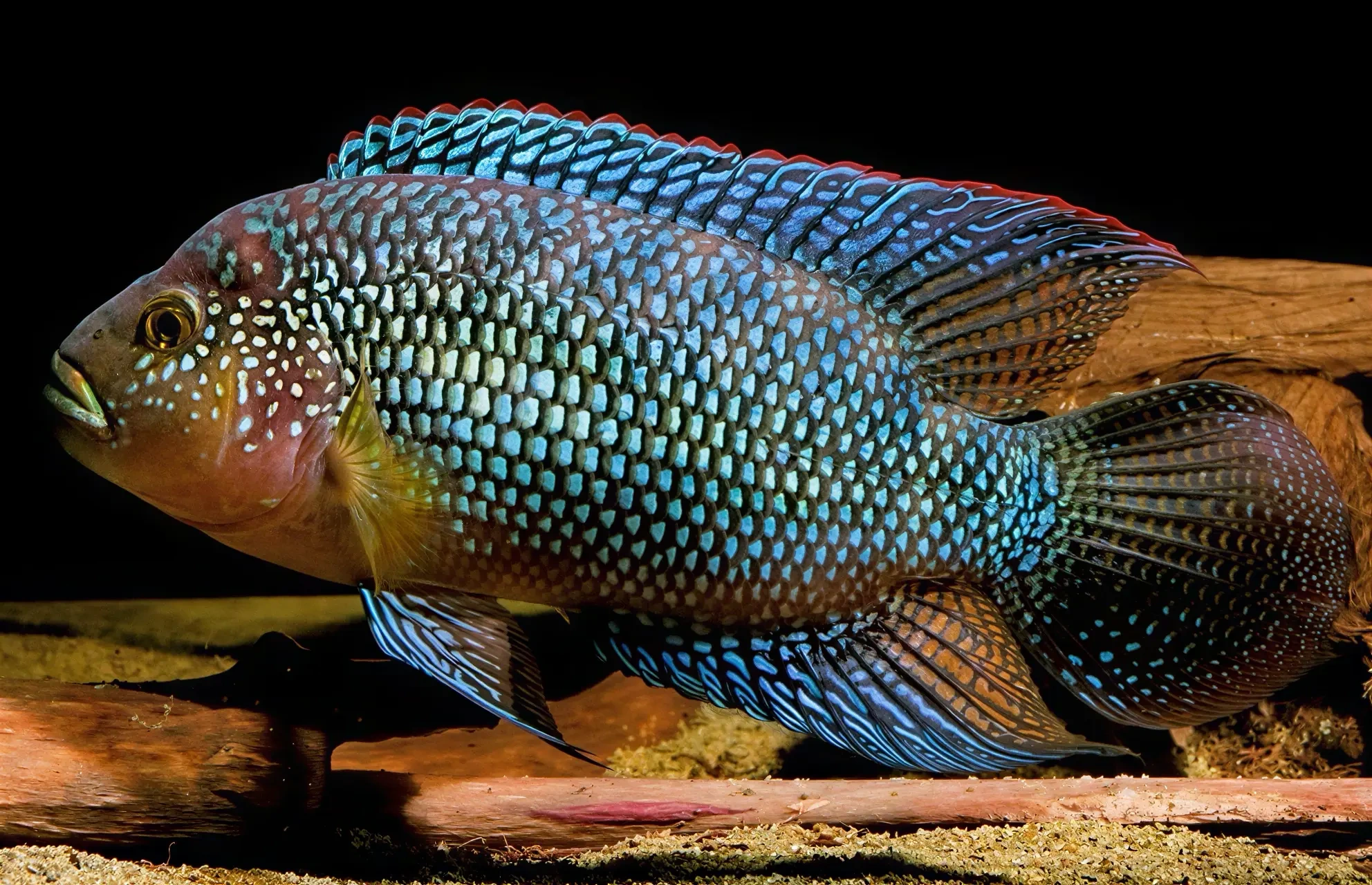 Photo of aquarium fish Jack Dempsey cichlid