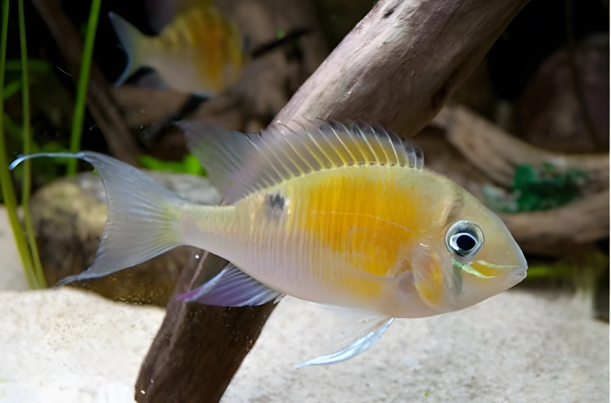 Fotografía del pez de acuario Cíclido Cupido
