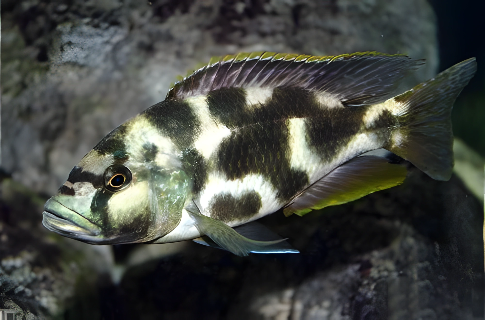 Fotografía del pez de acuario Cíclido de Livingston