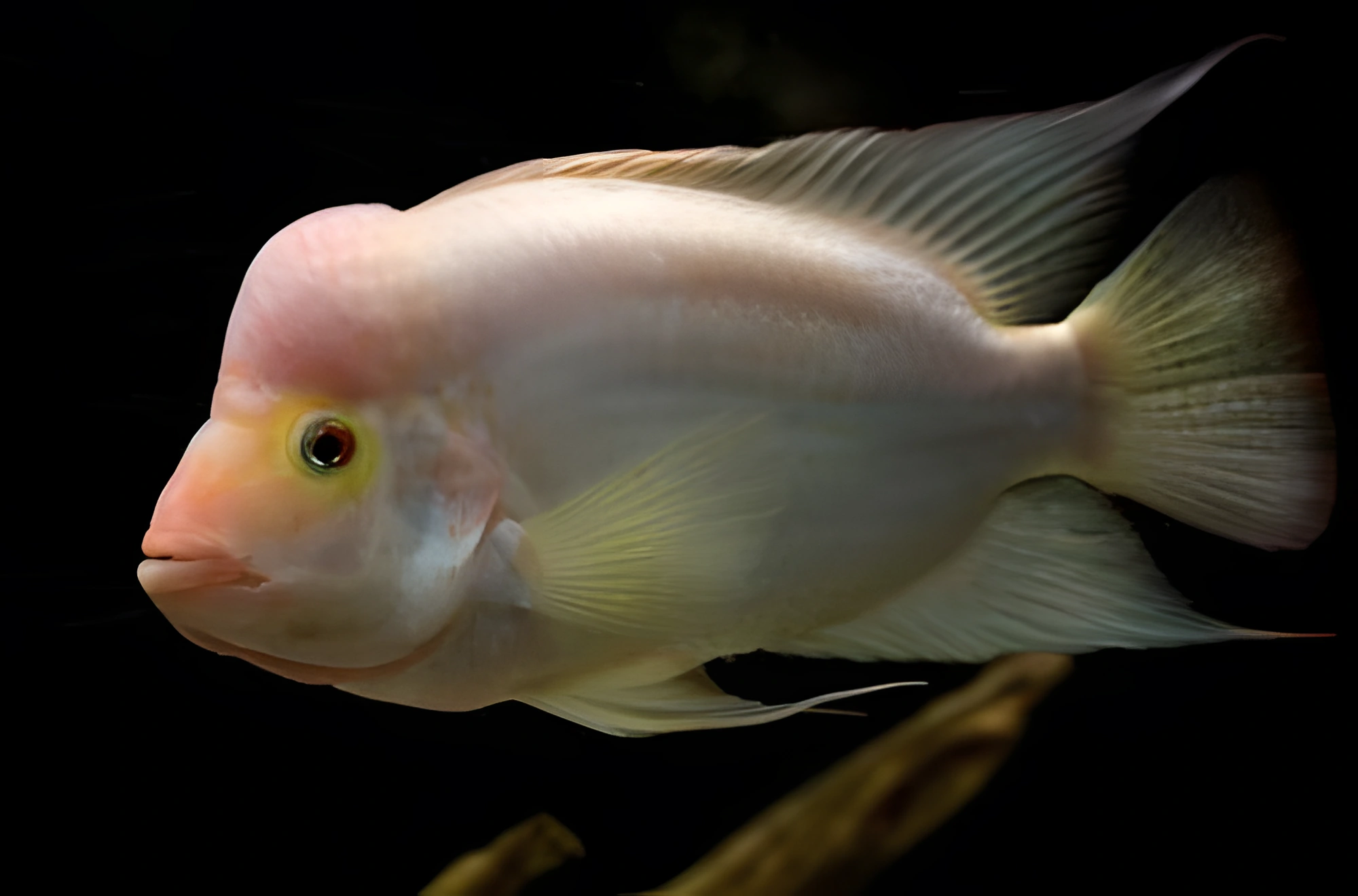 Fotografía del pez de acuario Cíclido Midas