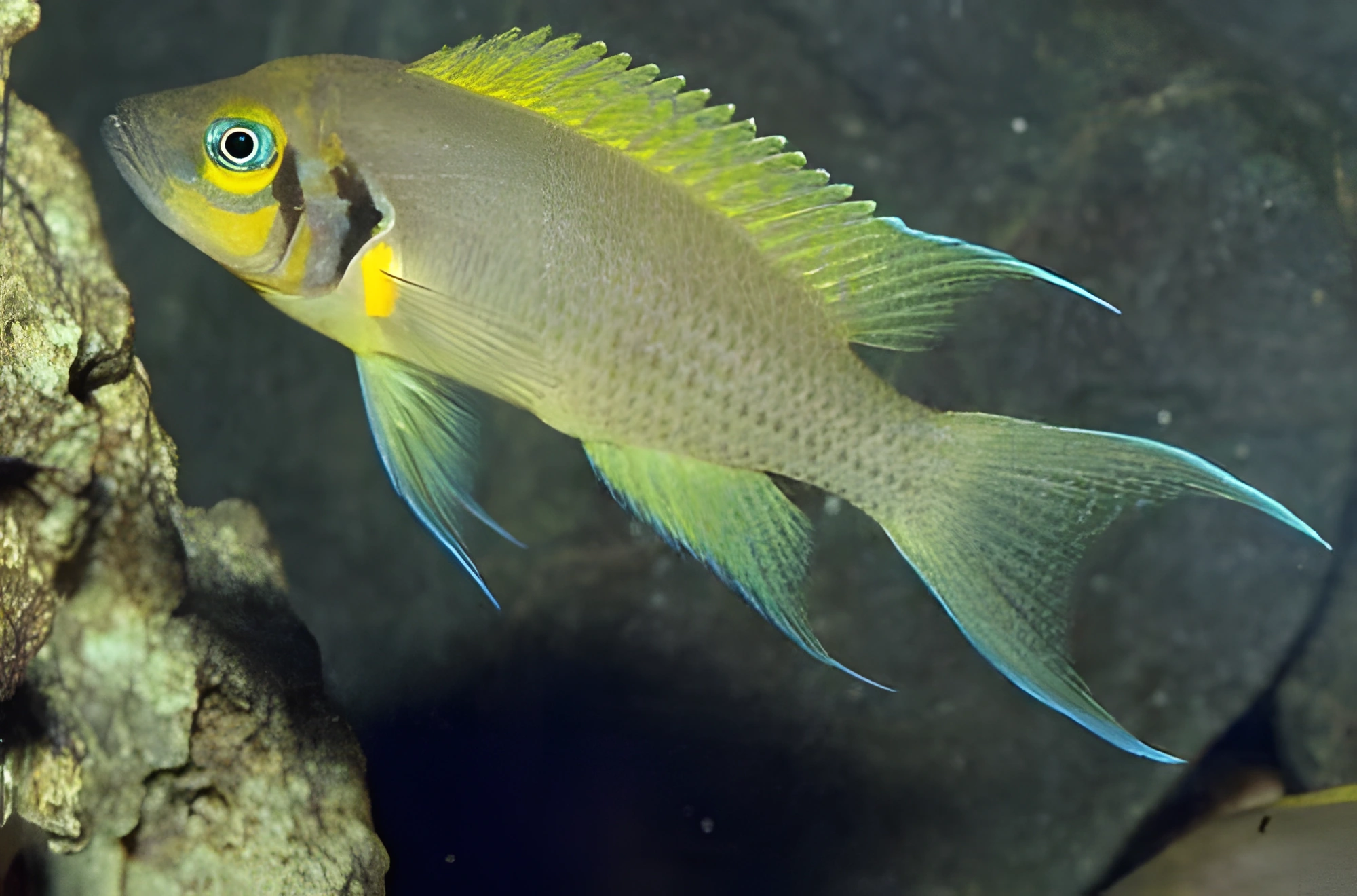 Fotografía del pez de acuario «Princesa de Burundi»