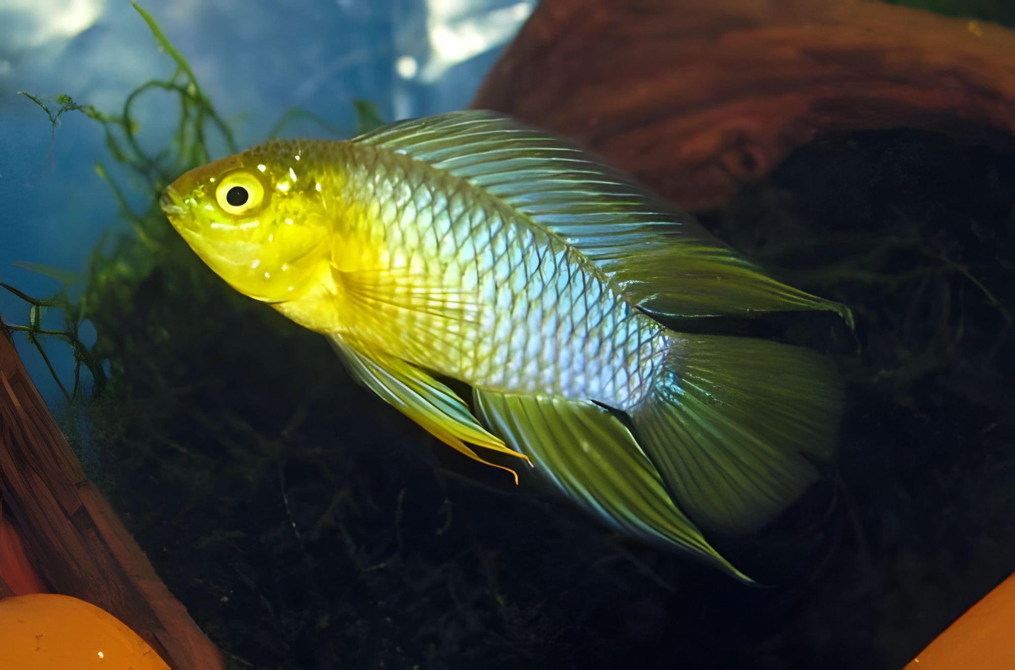 Fotografía del pez de acuario Cíclido Paraguas