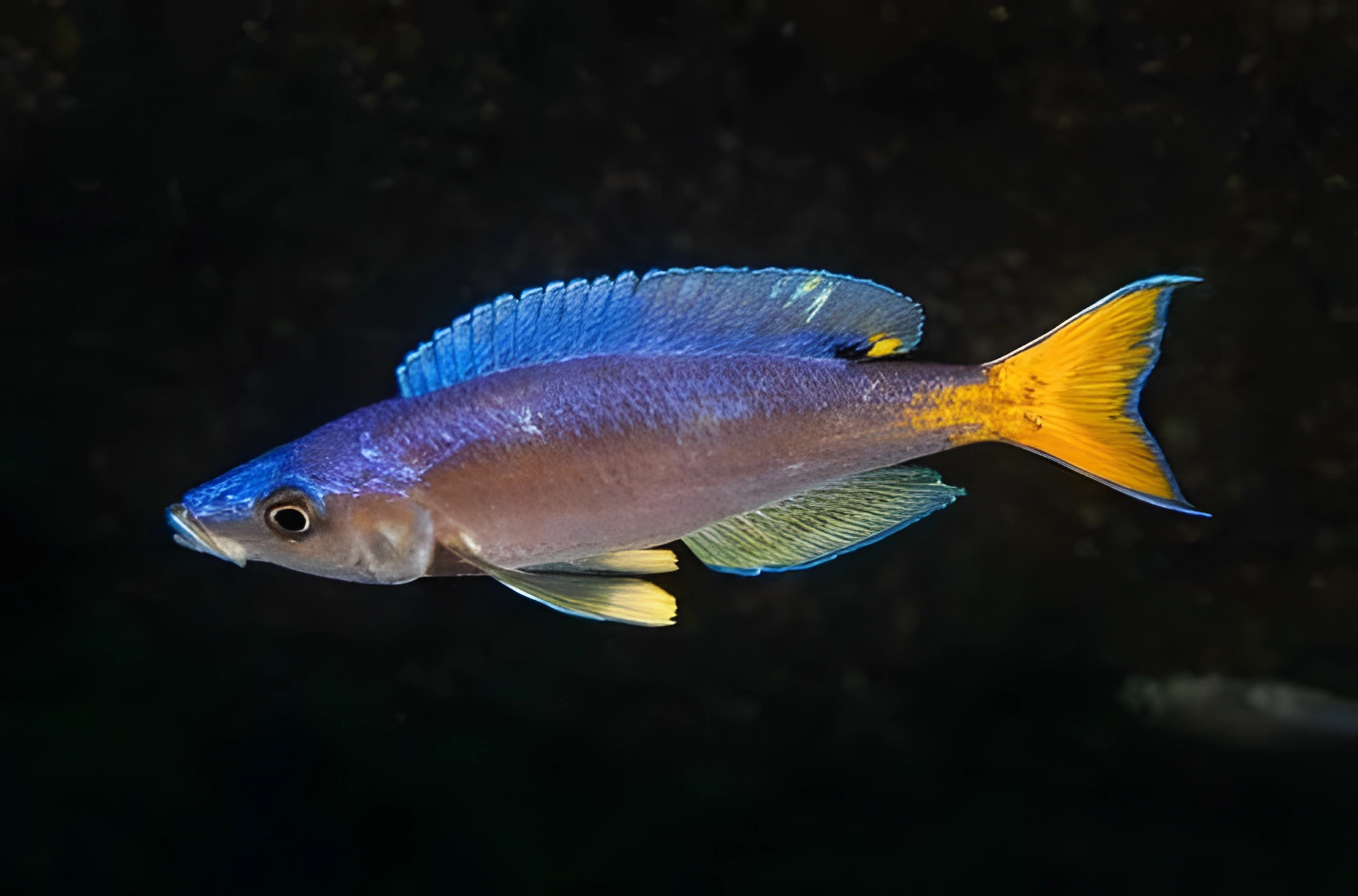 Fotografía del pez de acuario Cyprichromis leptosoma