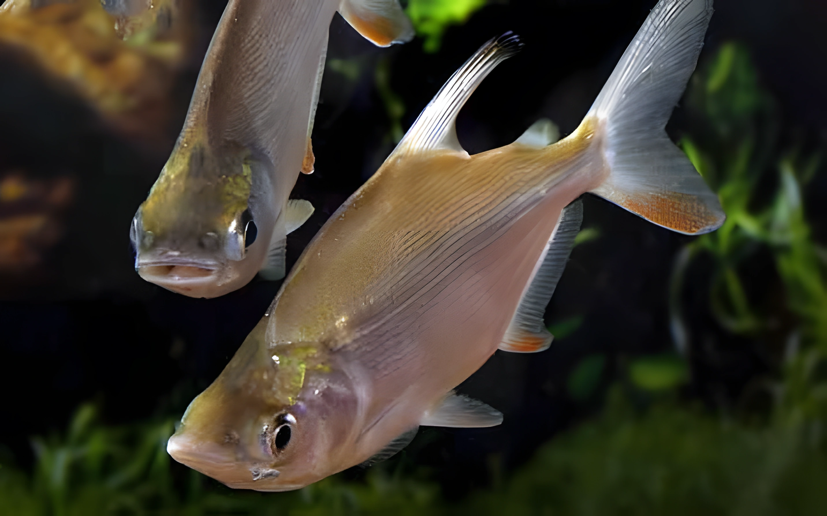 Fotografía del pez de acuario Citarino