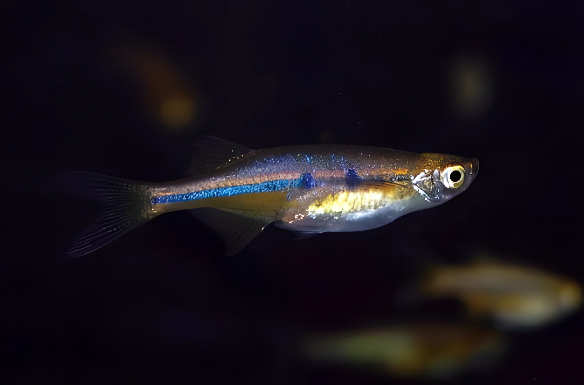 Fotografía del pez de acuario Danio Dadiburjor