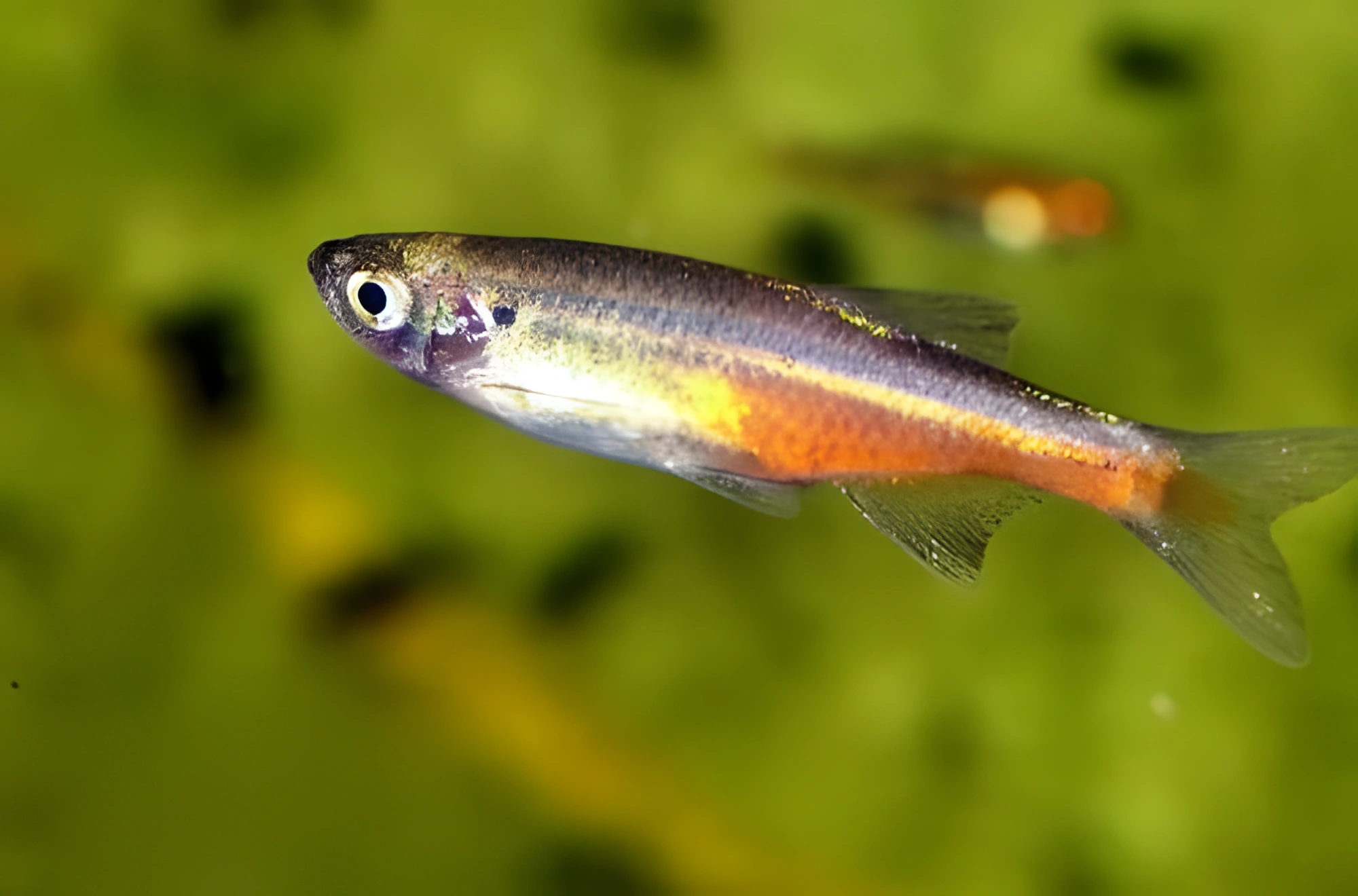 Fotografía del pez de acuario Danio-devario Sondhi