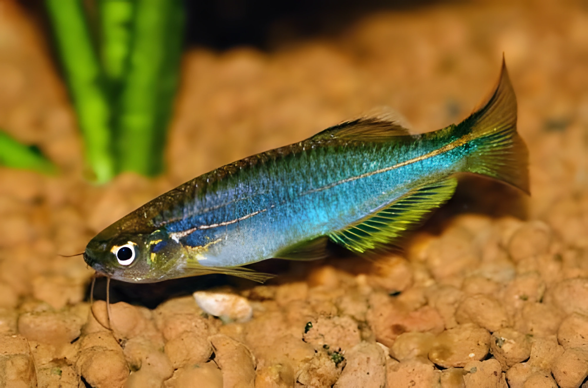 Fotografía del pez de acuario Danio Hikari