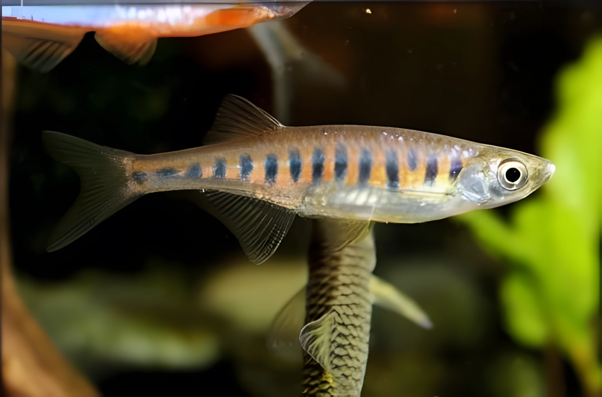 Fotografía del pez de acuario Danio Inle
